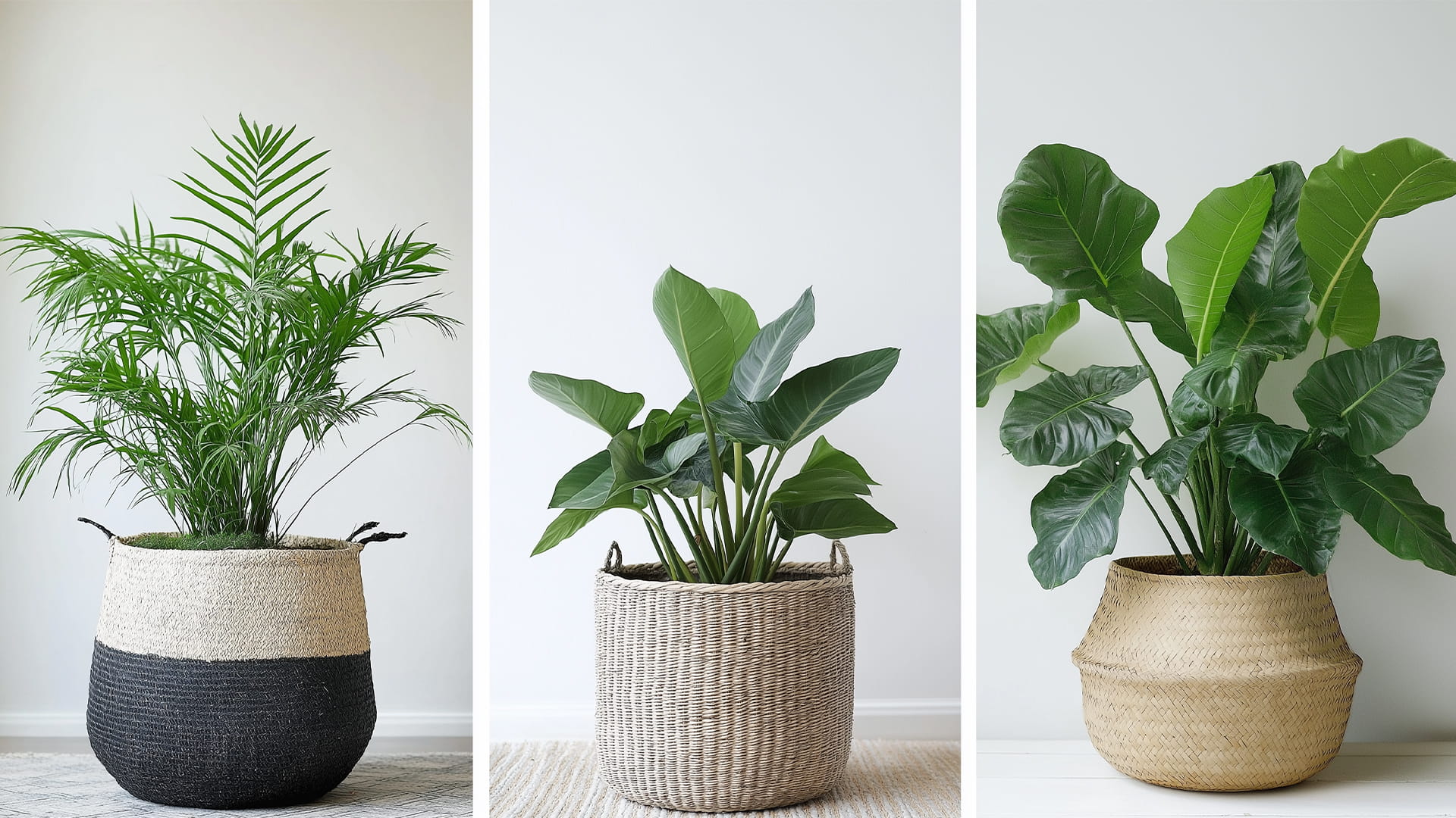 Fast growing indoor plants to decorate your home