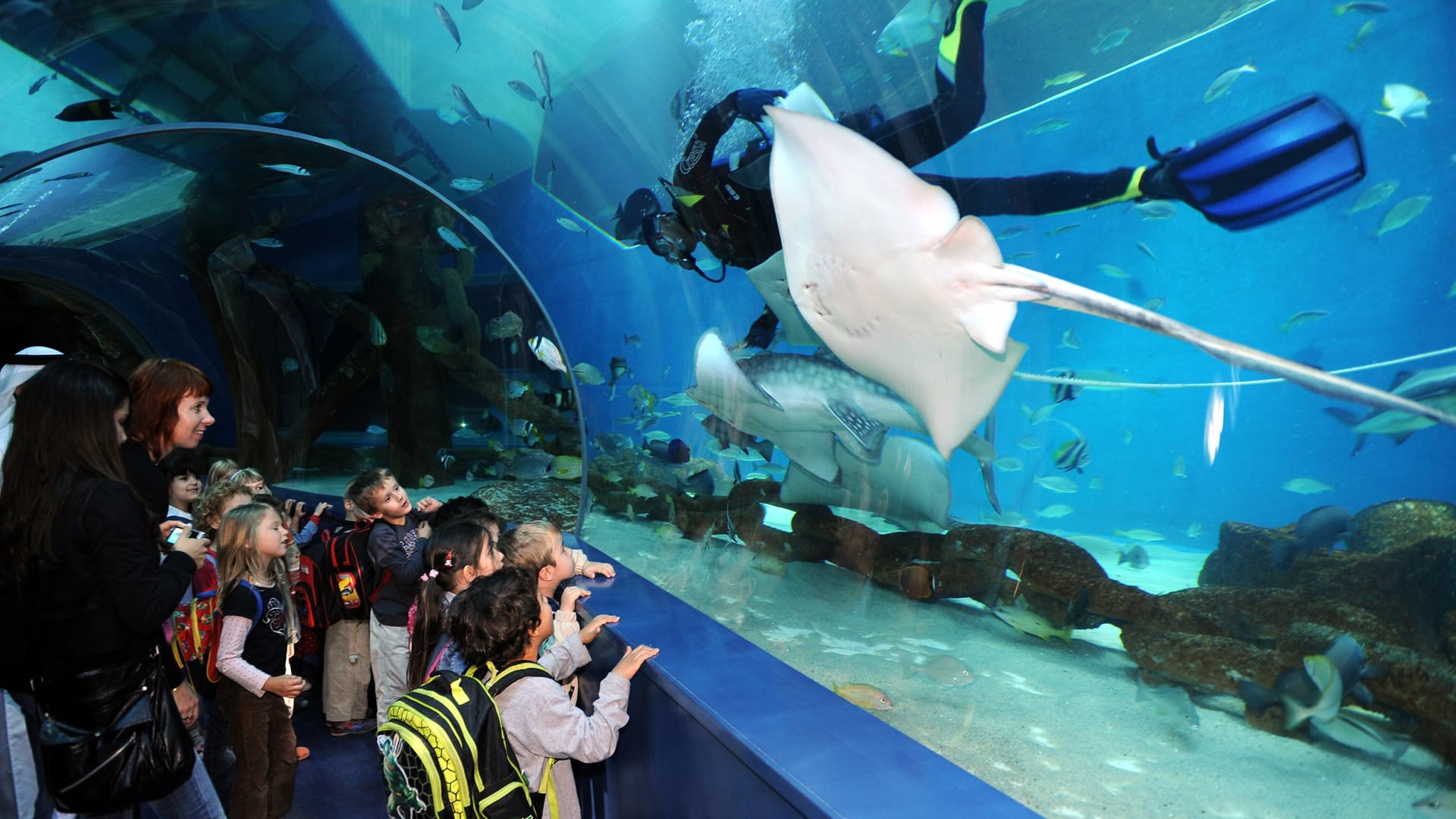 Sharjah Aquarium: dive deep into an aquatic adventure