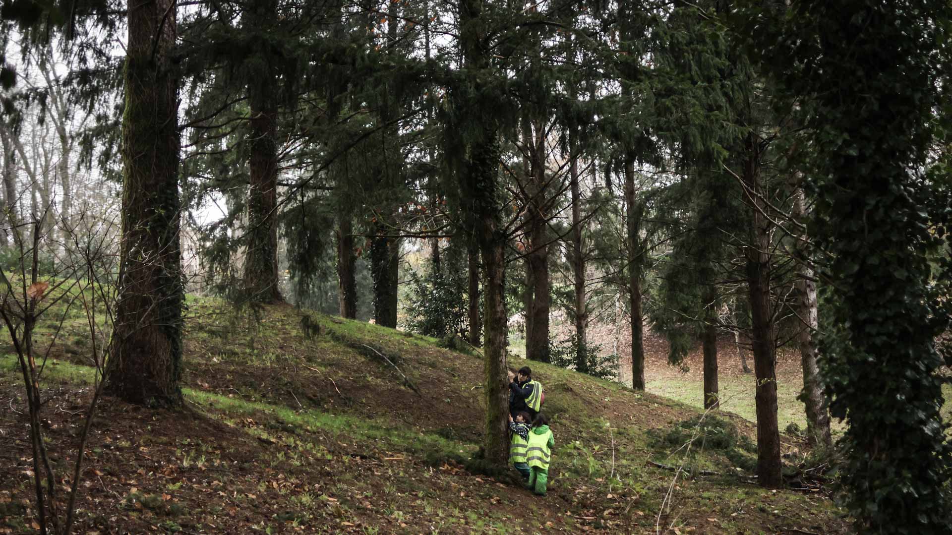 في الصين.. معدل تغطية الغابات ببكين يصل إلى 45% بحلول عام 2025 