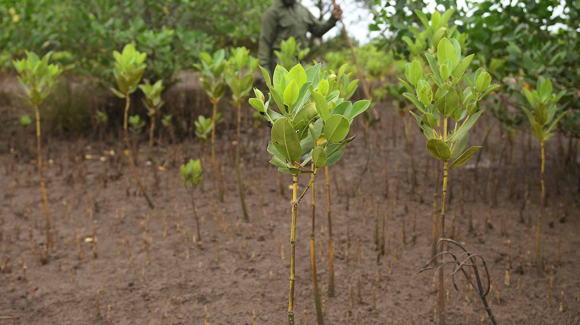 Image for the title: Iraq plants mangrove trees to battle erosion 