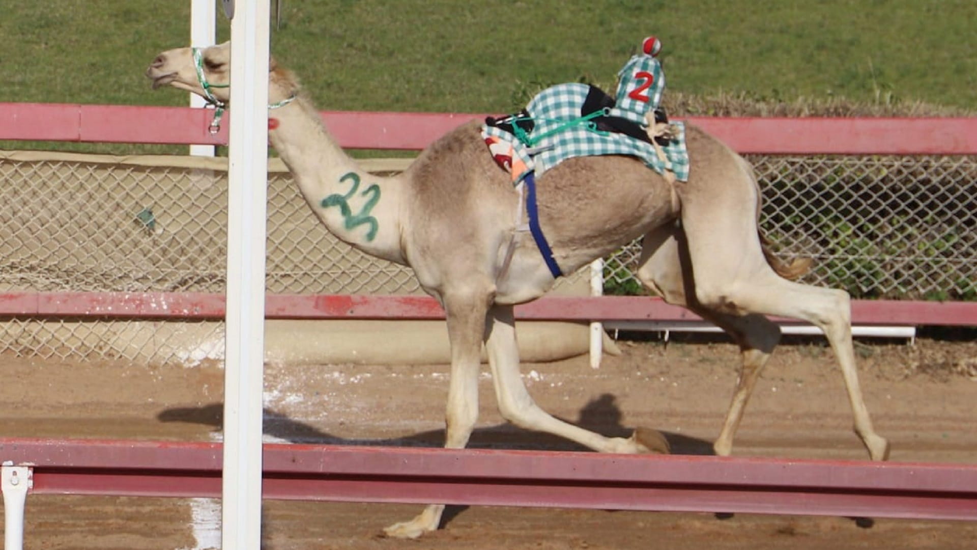 Image for the title: Al Dhaid Racecourse hosts competitive camel races 