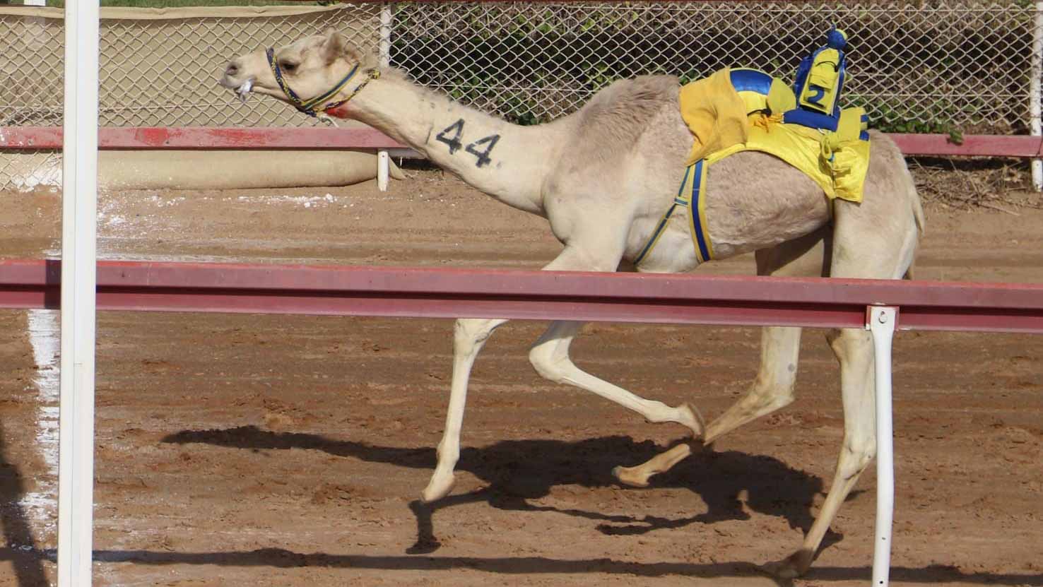 صورة بعنوان: ميدان الذيد يشهد منافسات قوية لسن الفطامين 