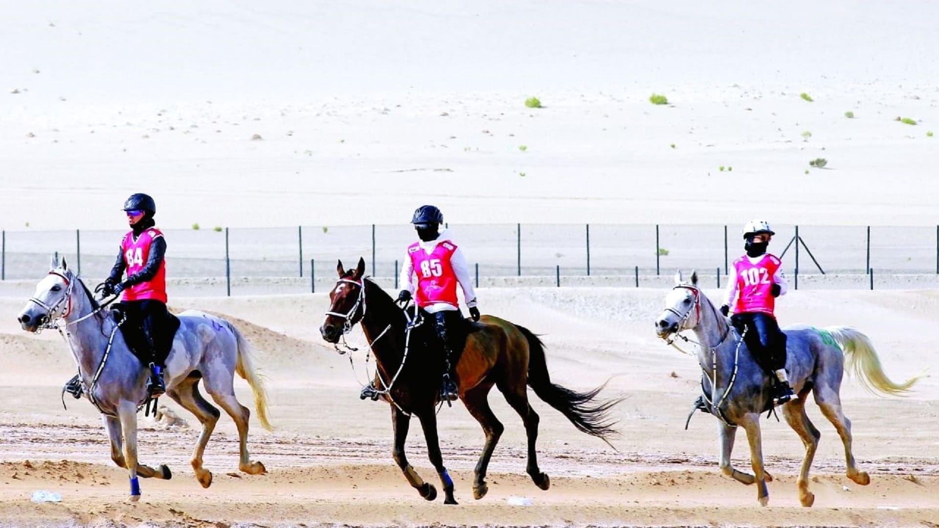 صورة بعنوان: سباق فاطمة بنت منصور للقدرة لفئة السيدات ينطلق السبت في الوثبة 