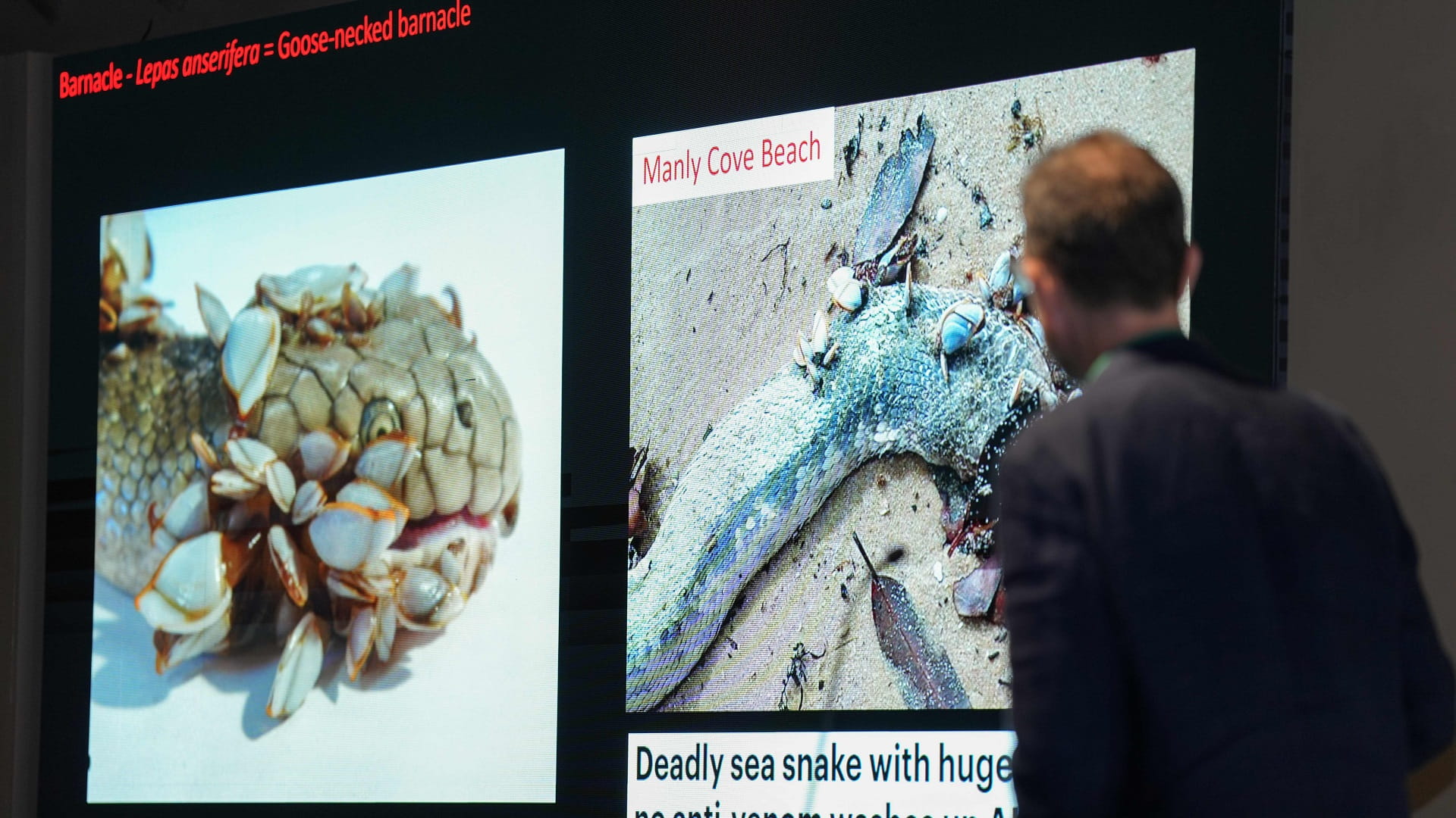 Image for the title: Experts at SICFAB discuss phenomenon of Marine Stranding 