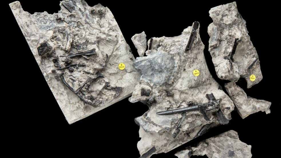 صورة بعنوان: بكشف جديد..علماء يعثرون على بقايا زواحف طائرة لديناصورات بأسكتلندا 