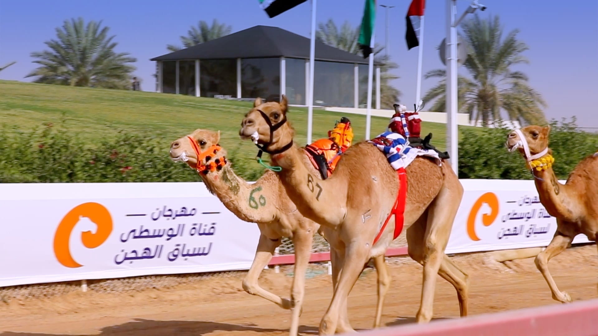 صورة بعنوان: بنسخته الرابعة... مهرجان قناة الوسطى للهجن ينطلق 2 مارس 2024 