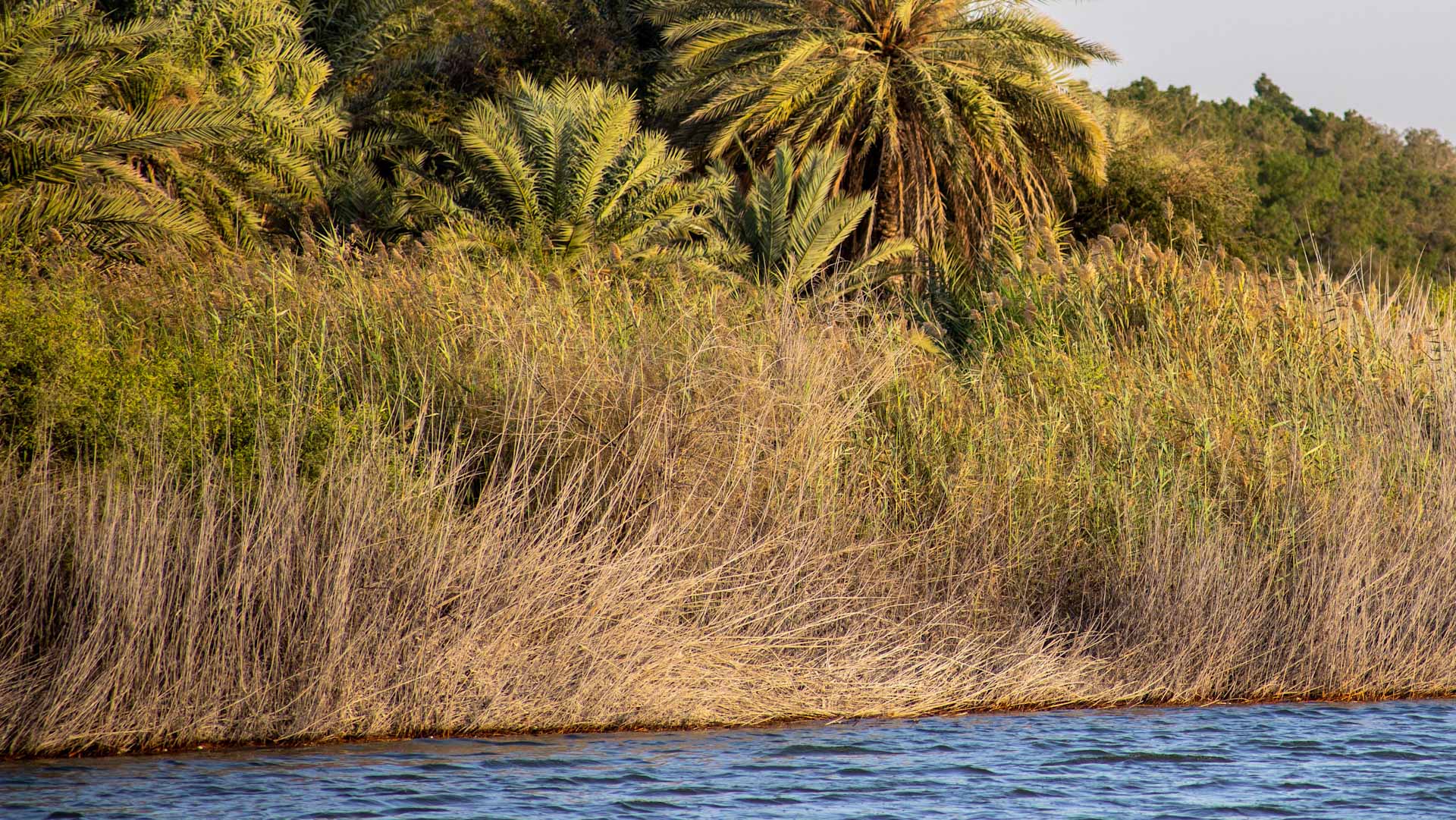 صورة بعنوان: مركز واسط للأراضي الرطبة ينضم لرابطة الأراضي الرطبة العالمية 