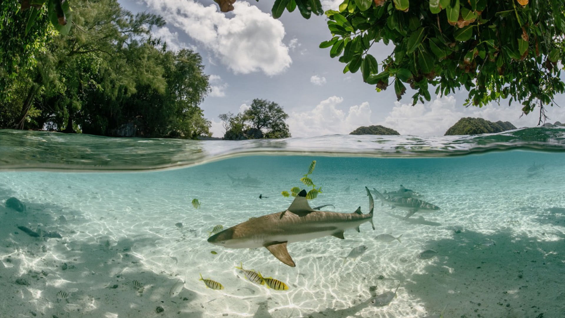 Image for the title: 2500 Images to strum photographic symphonies at Xposure 2024 