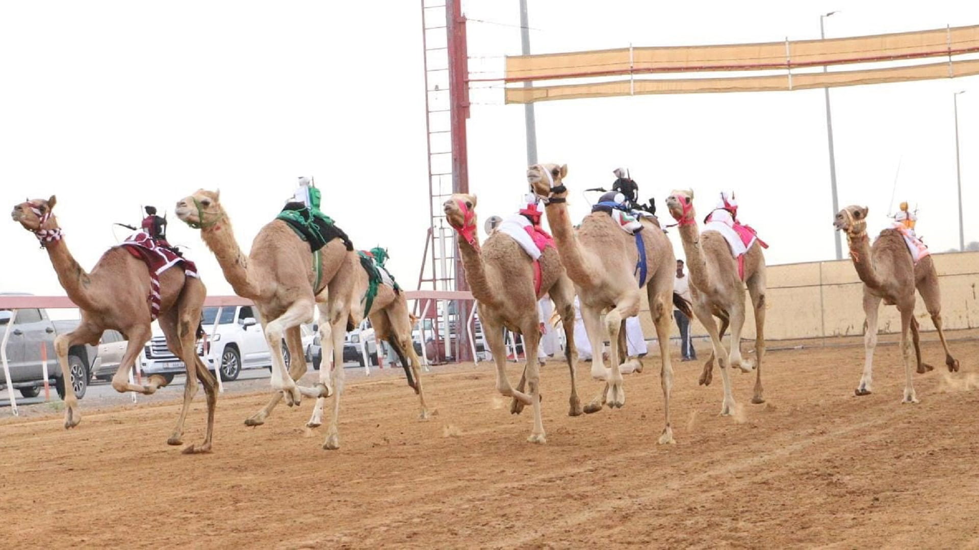 Image for the title: Zamul camel race features thousand camels 