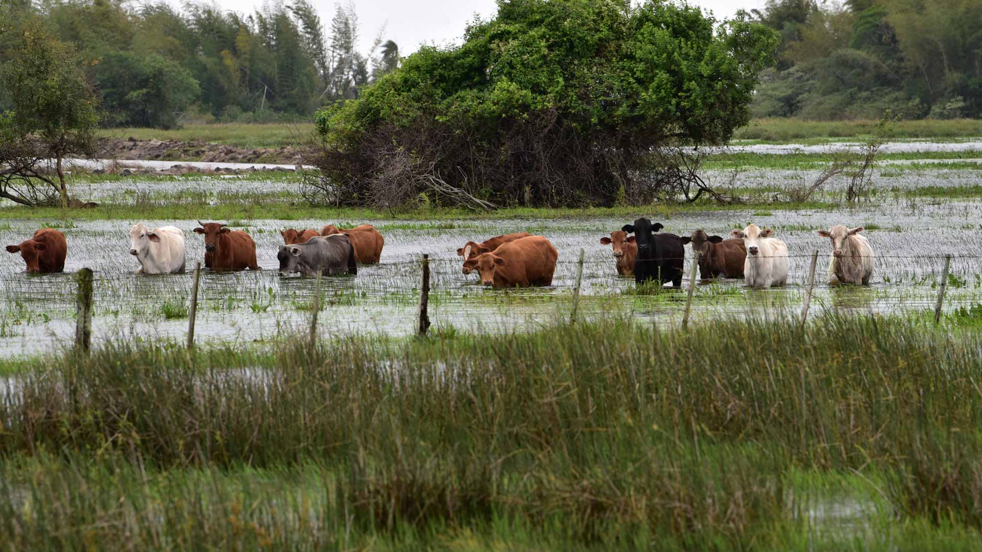 صورة بعنوان: بعد هطول غزير..فيضانات عارمة تقتل 40 شخصاً وتشرد الآلاف في بوليفيا 
