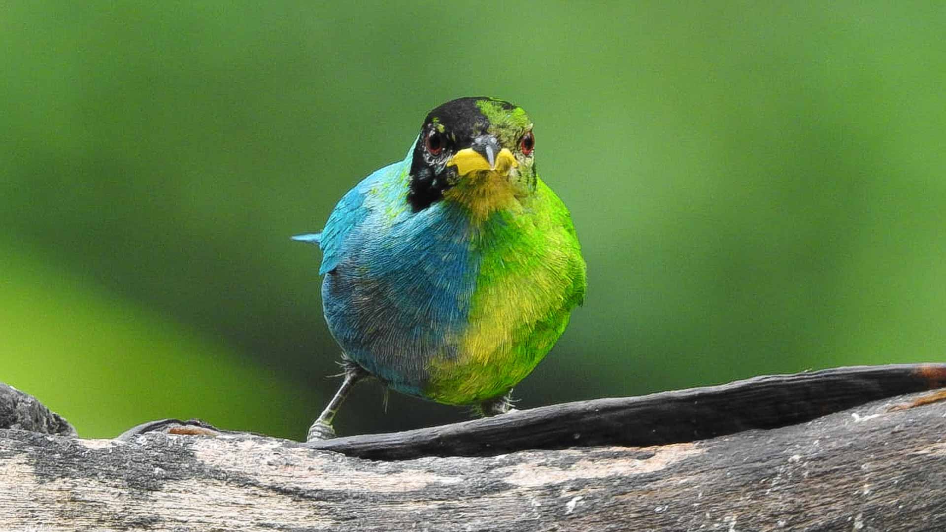 Image for the title: In Colombia, rare bird flaunts male and female feathers 