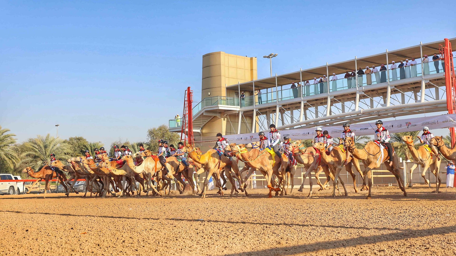 صورة بعنوان: 52 متسابقاً يشاركون في ماراثون اليوم الوطني للهجن لمسافة 11 كلم 