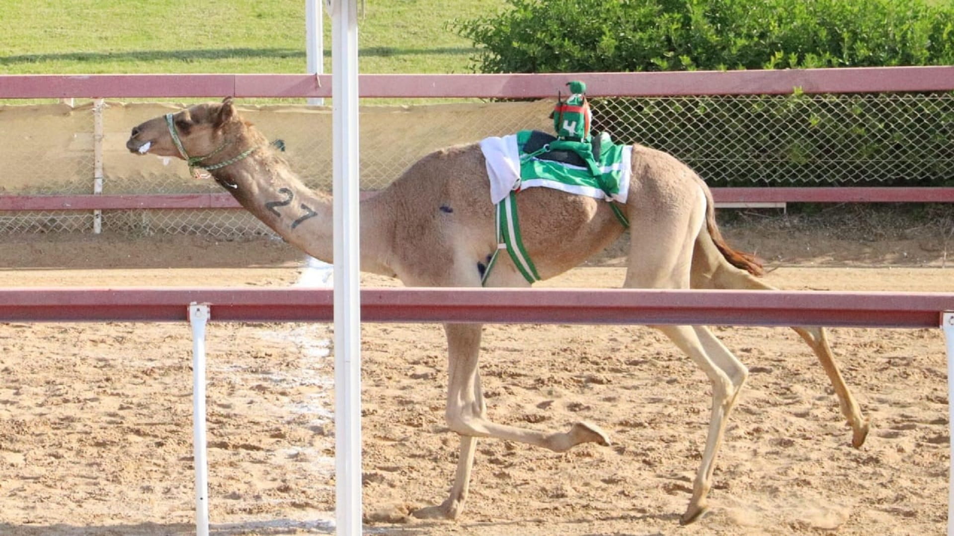 صورة بعنوان: تألق هجن الرئاسة بمنافسات سن اللقايا بميدان الذيد 