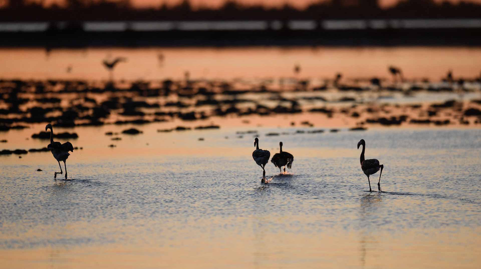 Image for the title: Peru claims to be world leader in bird diversity 