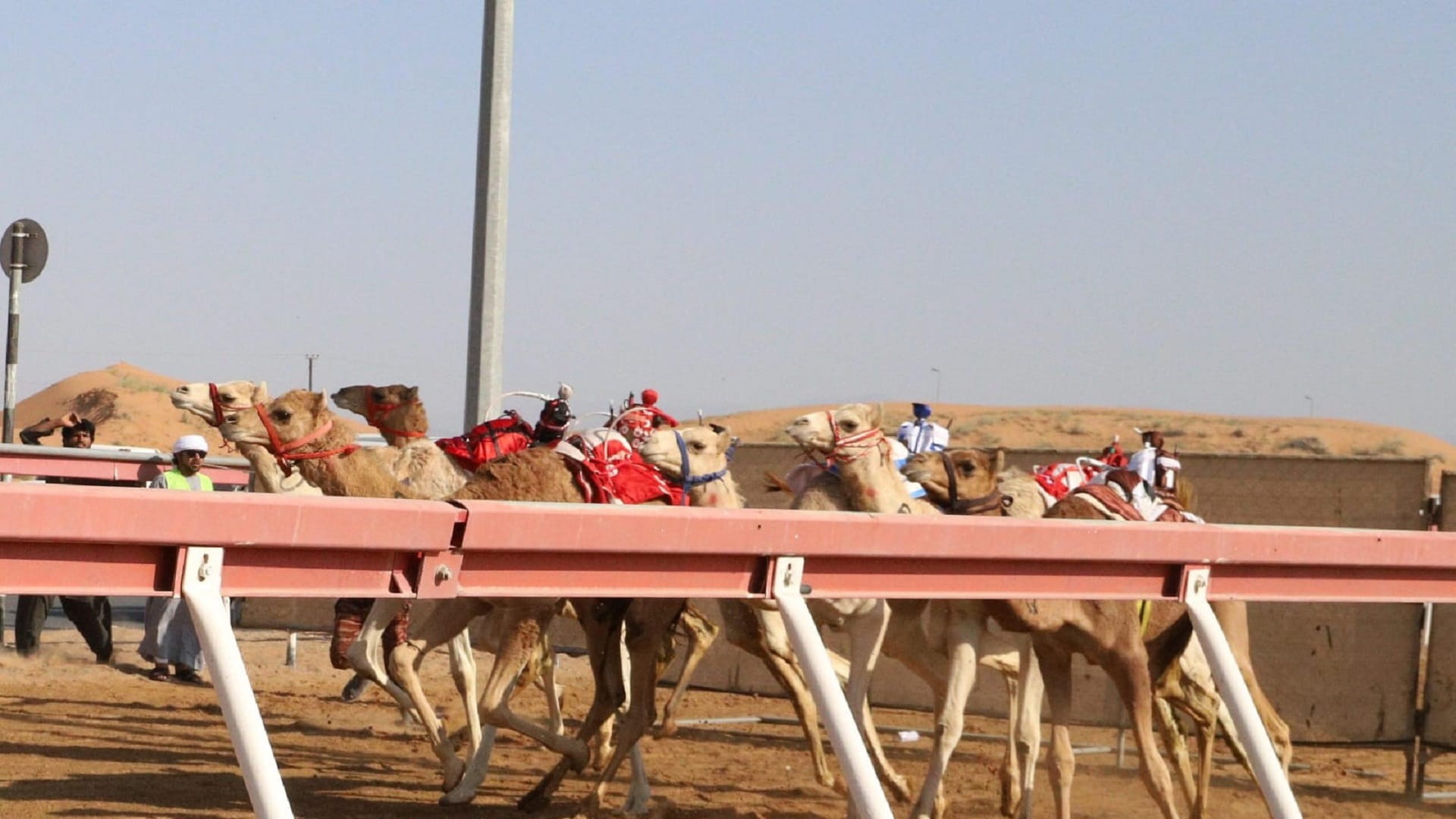 صورة بعنوان: ميدان الذيد لسباقات الهجن يشهد منافسات مثيرة لسن الفطامين 