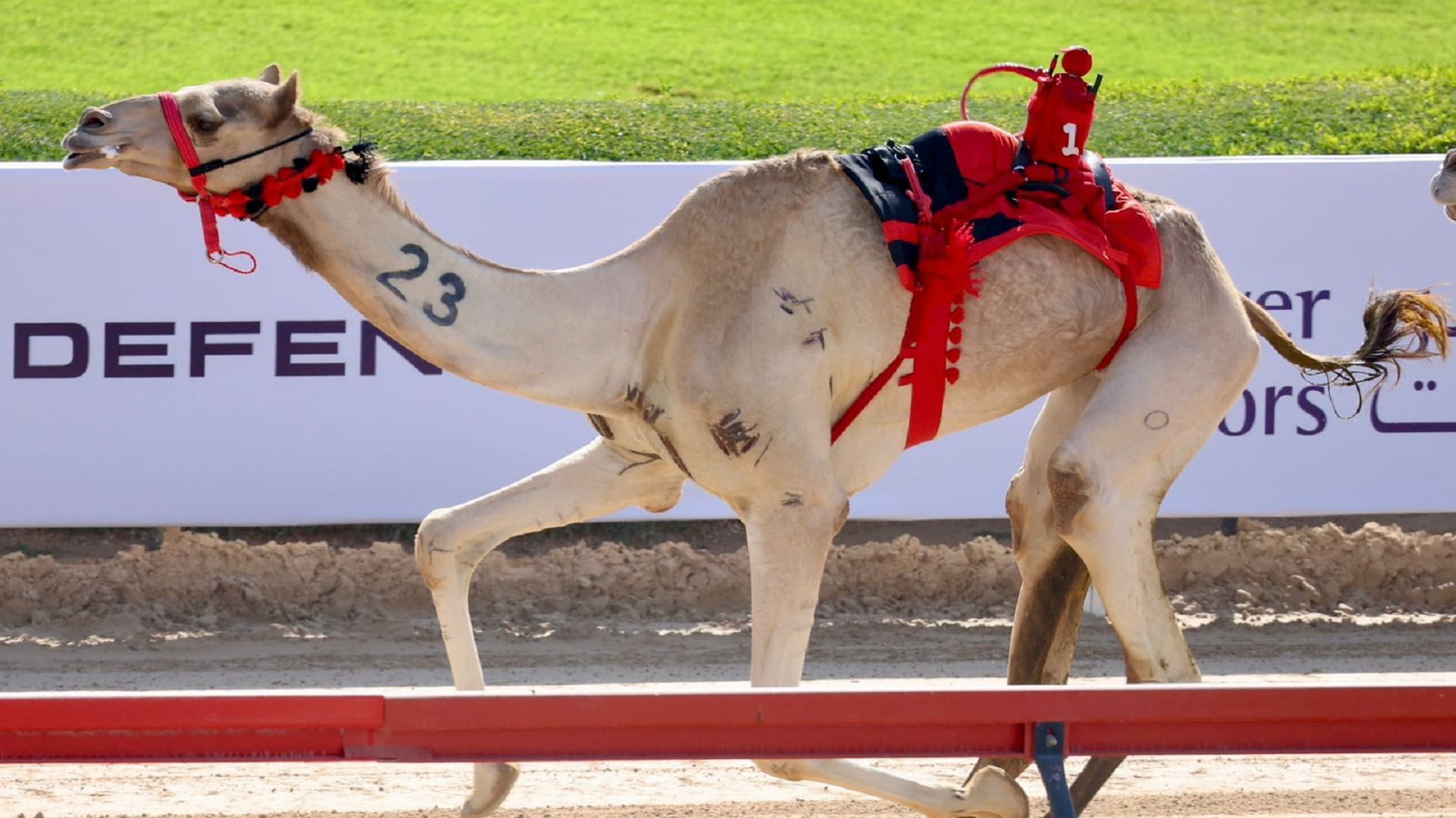 صورة بعنوان: "الرئاسة" و"العاصفة" يبدعان بيوم الثنايا لمهرجان ولي عهد دبي للهجن 