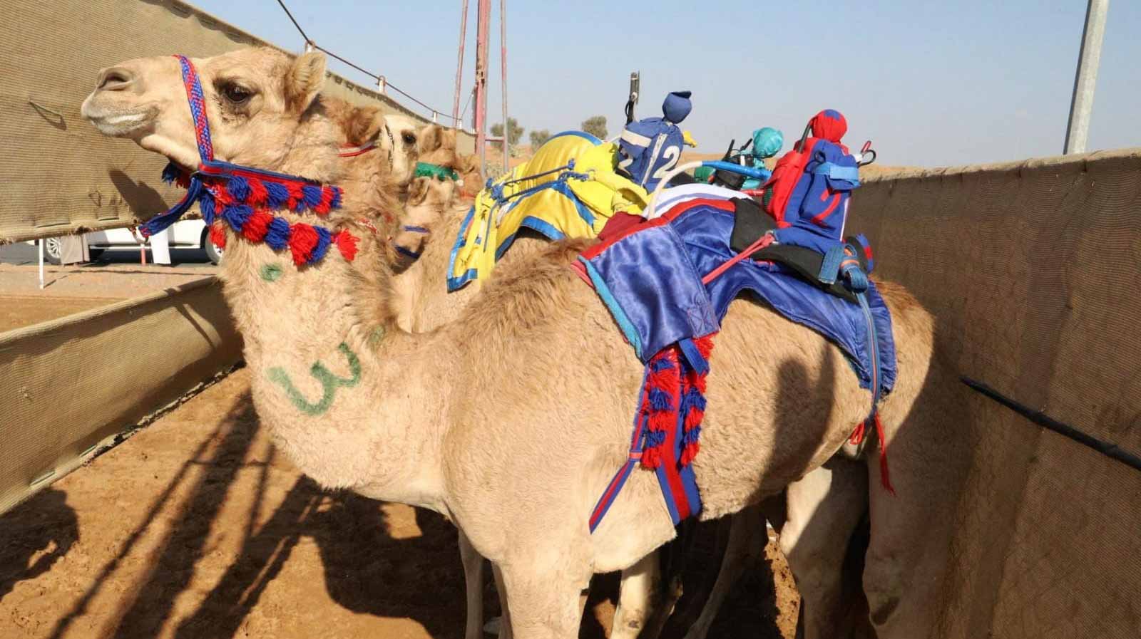 Image for the title: Strong competition at Al Dhaid two-year-old camel race 