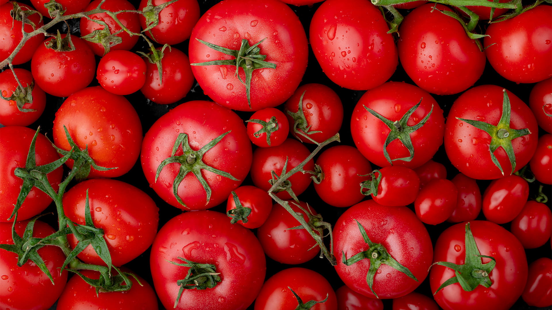 صورة بعنوان: في بحث جديد.. تناول الطماطم بشكل معتدل يقي من ضغط الدم ويسيطر عليه 