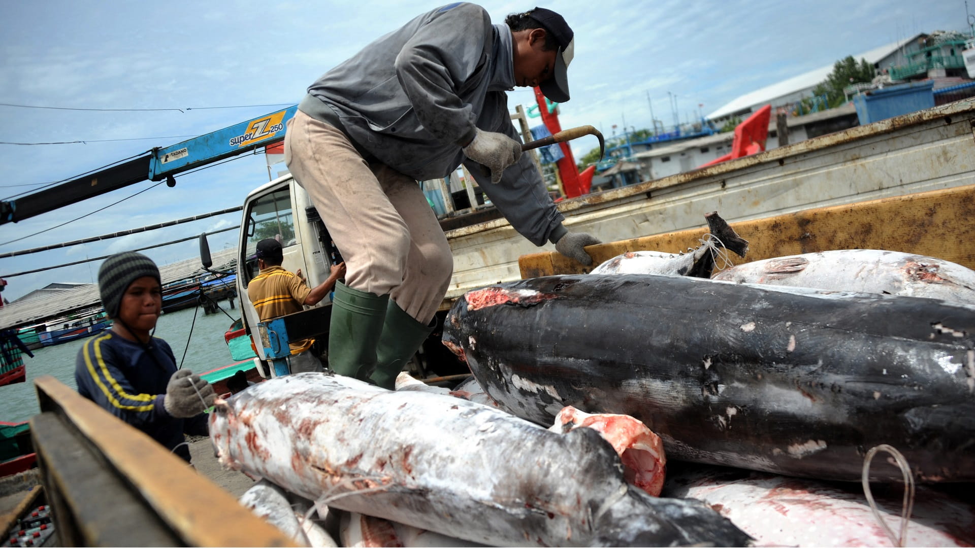 Image for the title: Study: Sharks killed at alarming rates despite regulations 