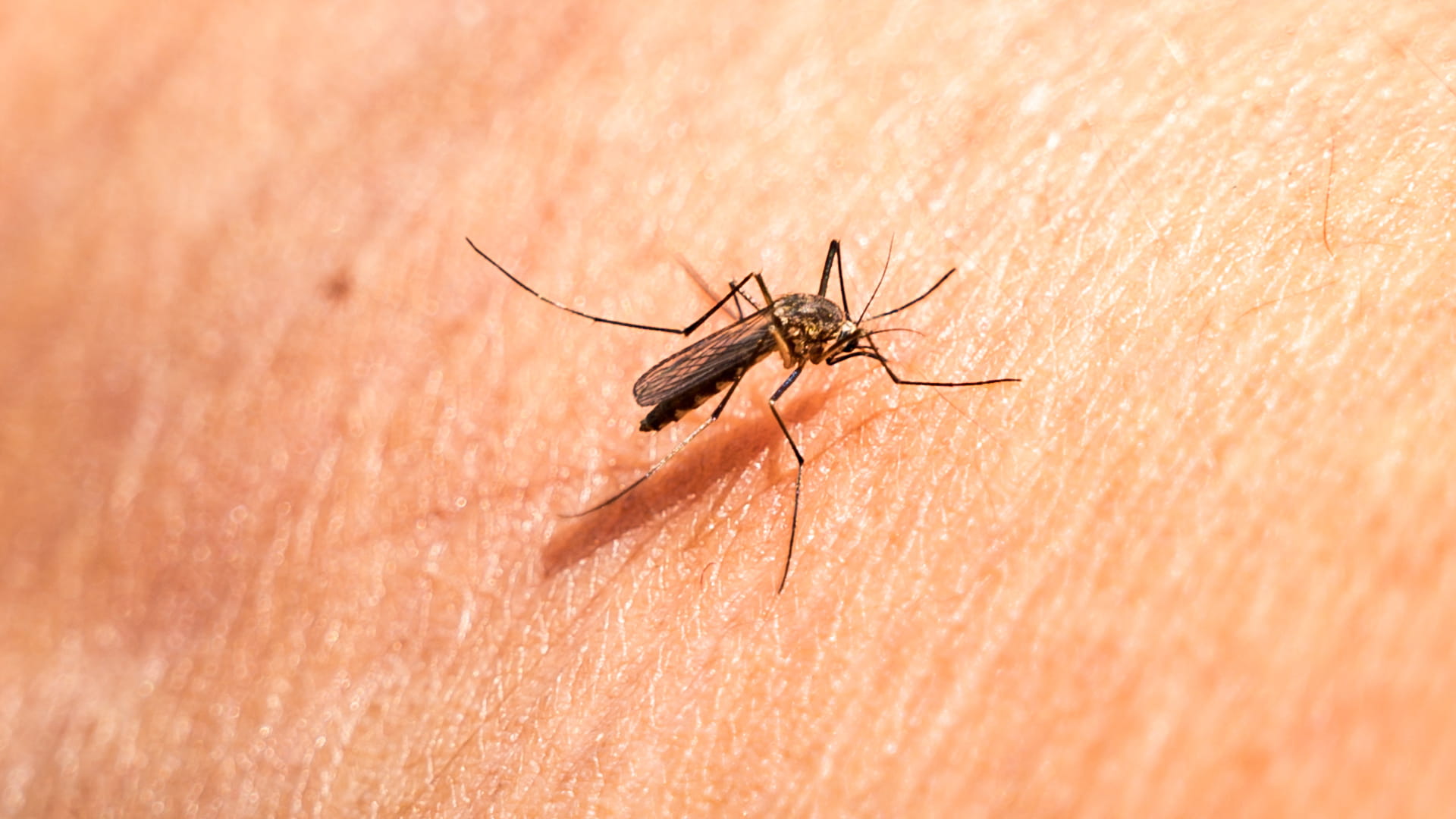 صورة بعنوان: "بارقة أمل".. الرأس الأخضر ثالث بلد إفريقي يقضي على الملاريا 