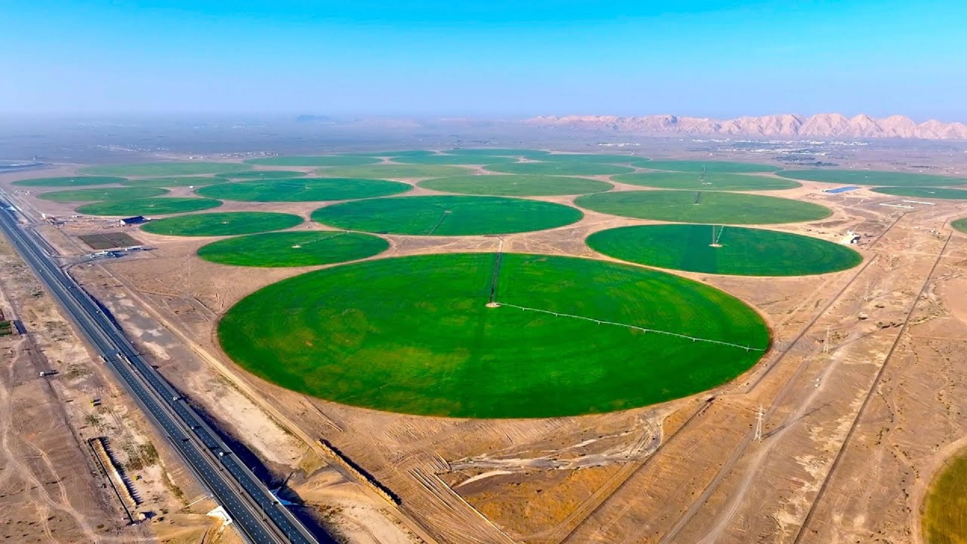 Image for the title: Mleiha Wheat Farm launches a new stage in food sustainability 