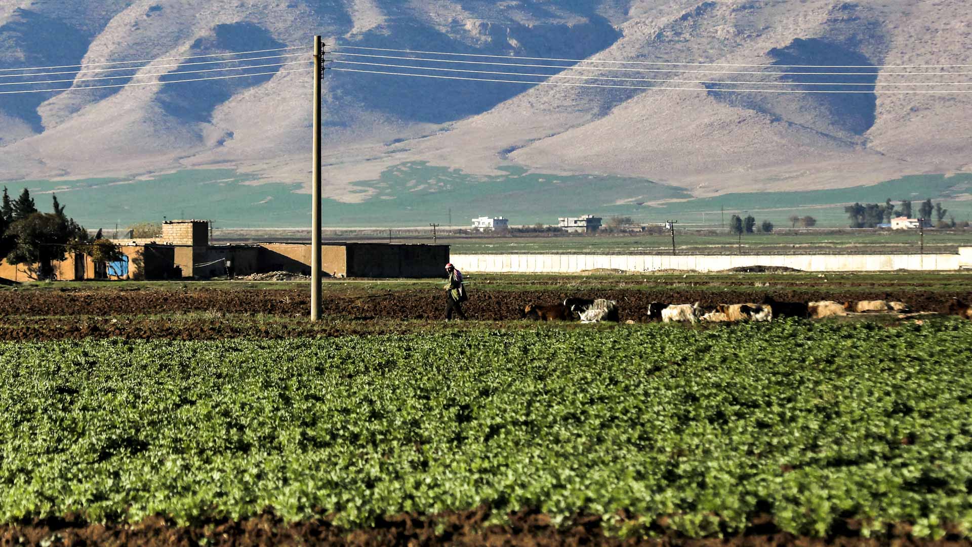 Image for the title: Syrian farmers abandon the land for steadier jobs 