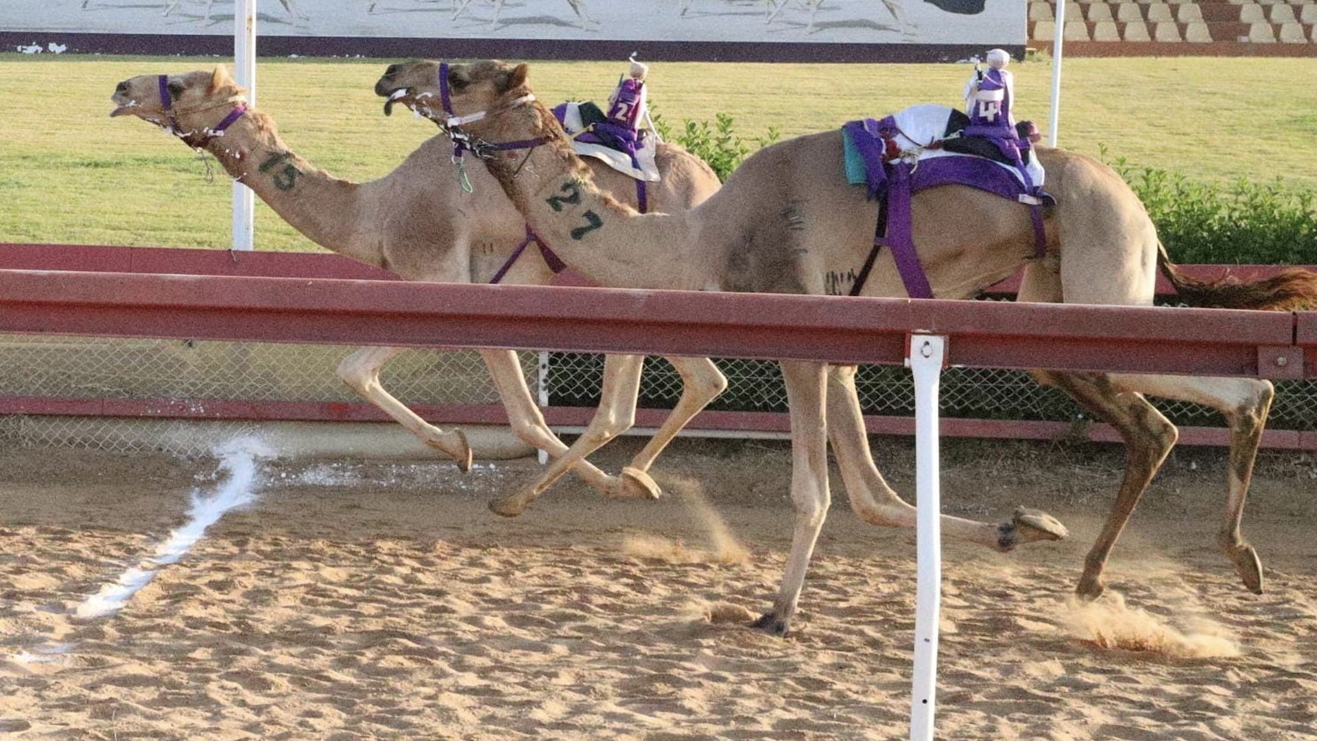Image for the title: Camel races continue at  Al Dhaid Racecourse 