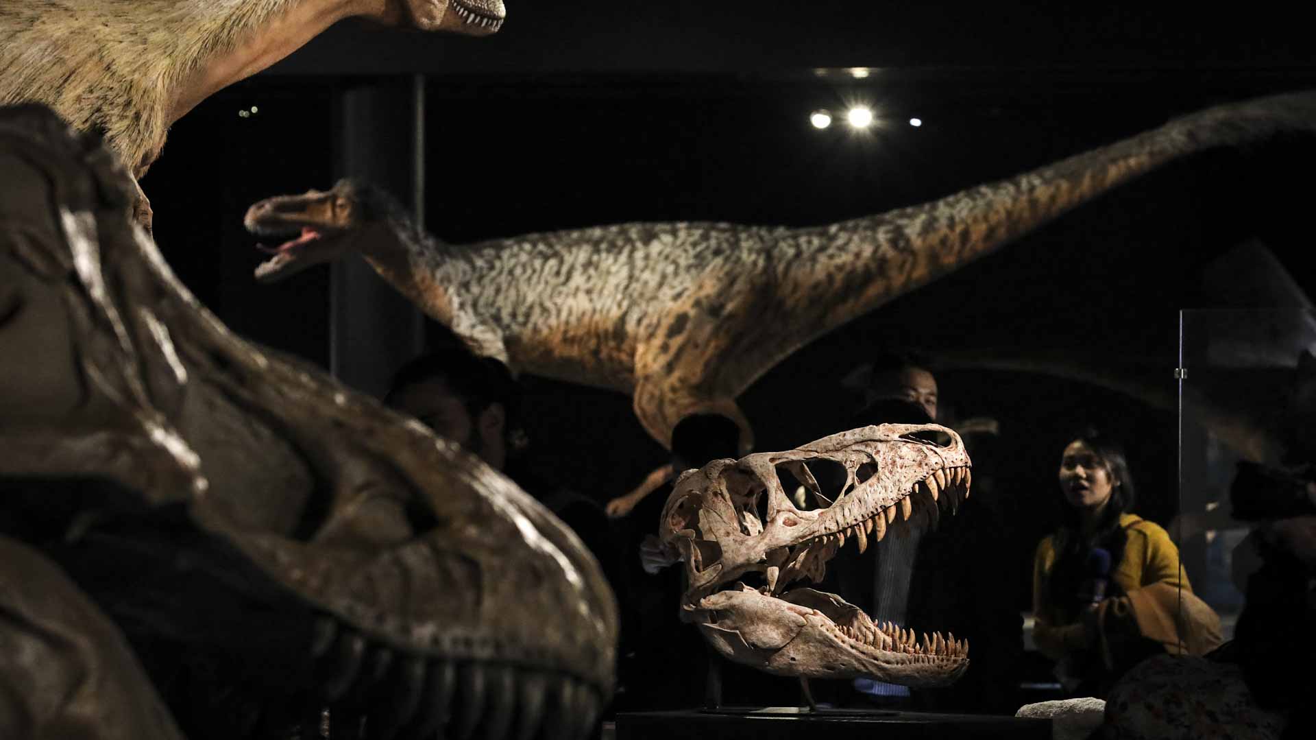 Image for the title: NY museum closes Indigenous exhibits as US rules change