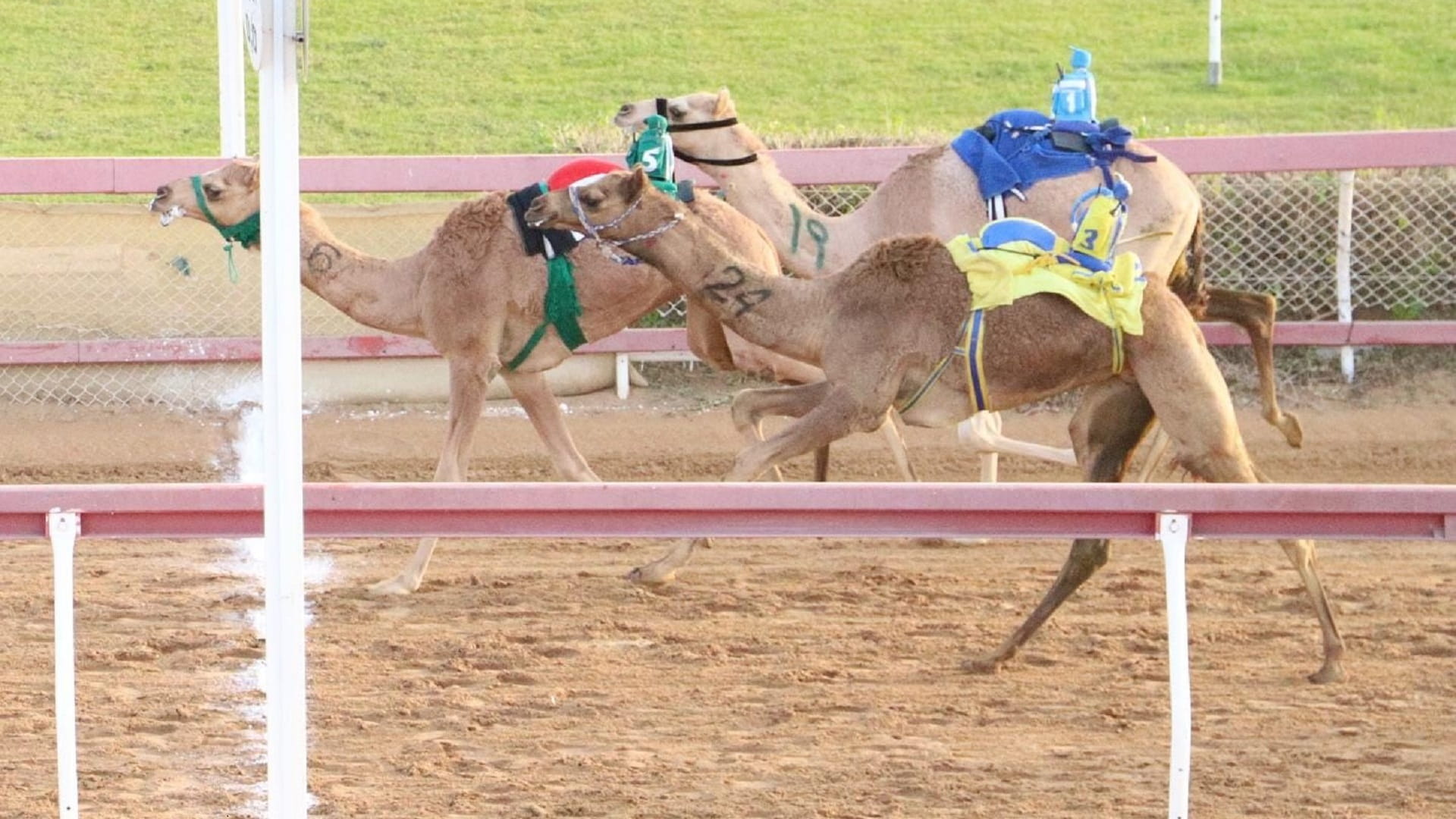صورة بعنوان: ميدان الذيد يشهد منافسات جديدة لسباق سن الفطامين 