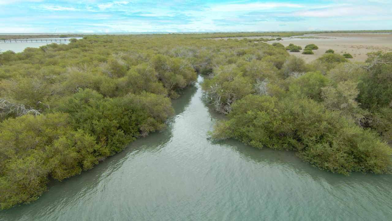 Image for the title: AlQurm Protected Area in Khor Kalba joins IOSEA Marine Turtle MoU 