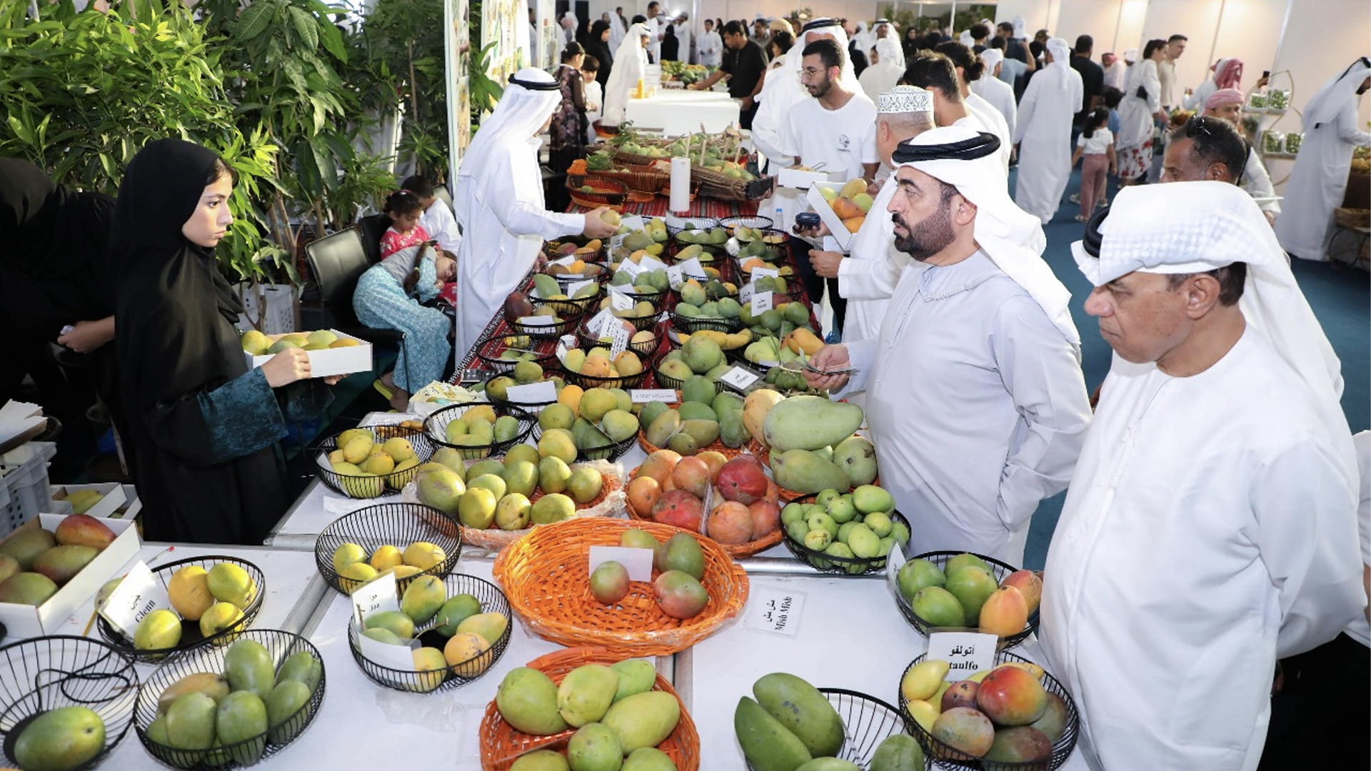 مهرجان المانجو