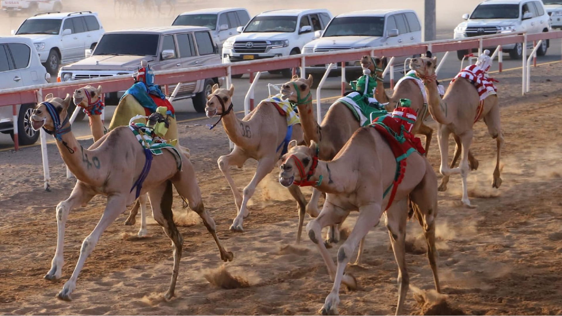 Image for the title: Two-year camel races continue at Al Dhaid Track 
