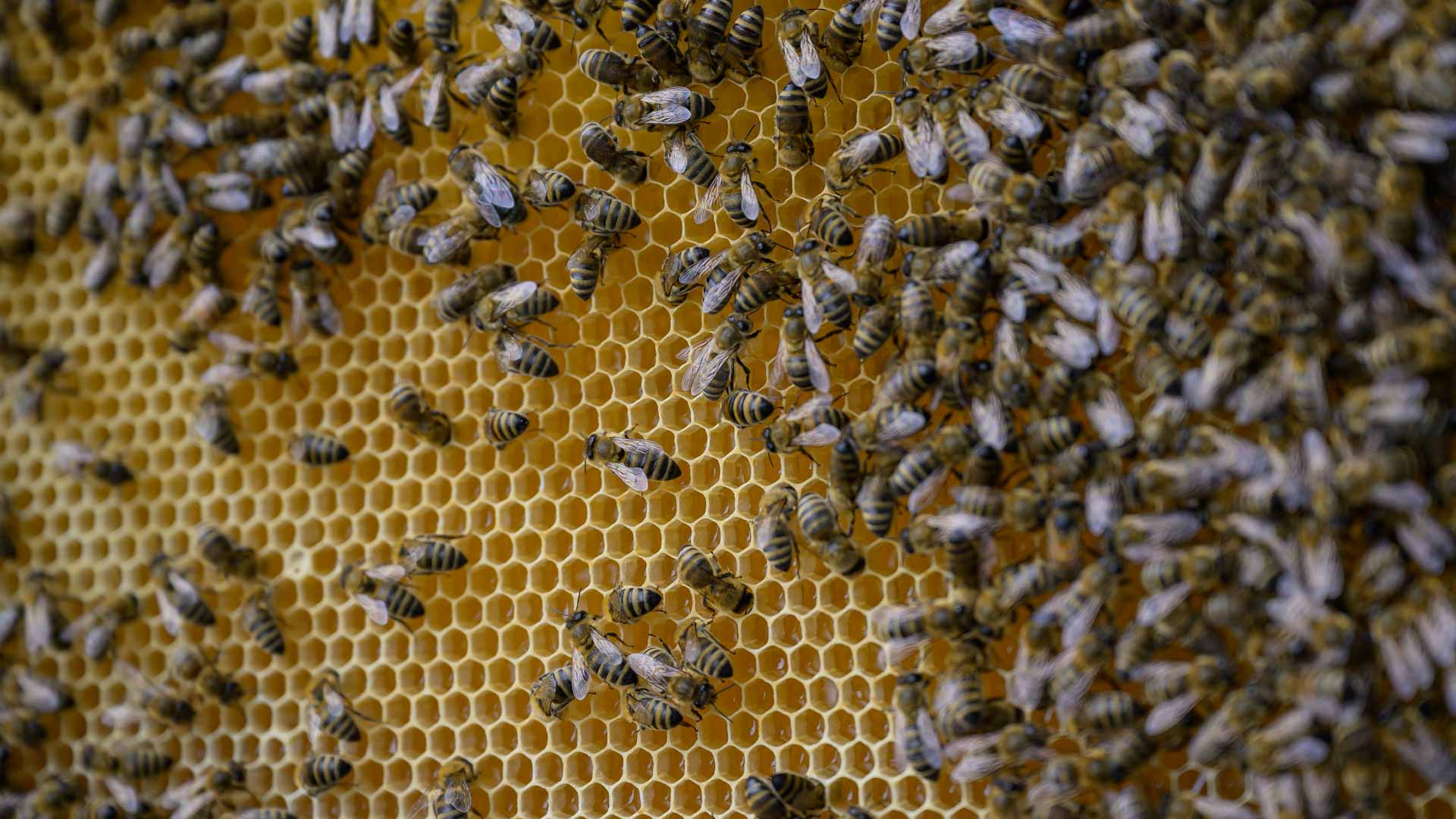 صورة بعنوان: النحل يُشخص سرطان الرئة والسر في "نَفَس" المريض 