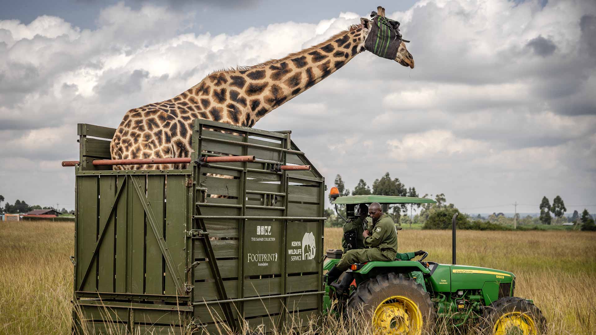Image for the title: Giraffes bring peace to Kenyan communities once at odds 