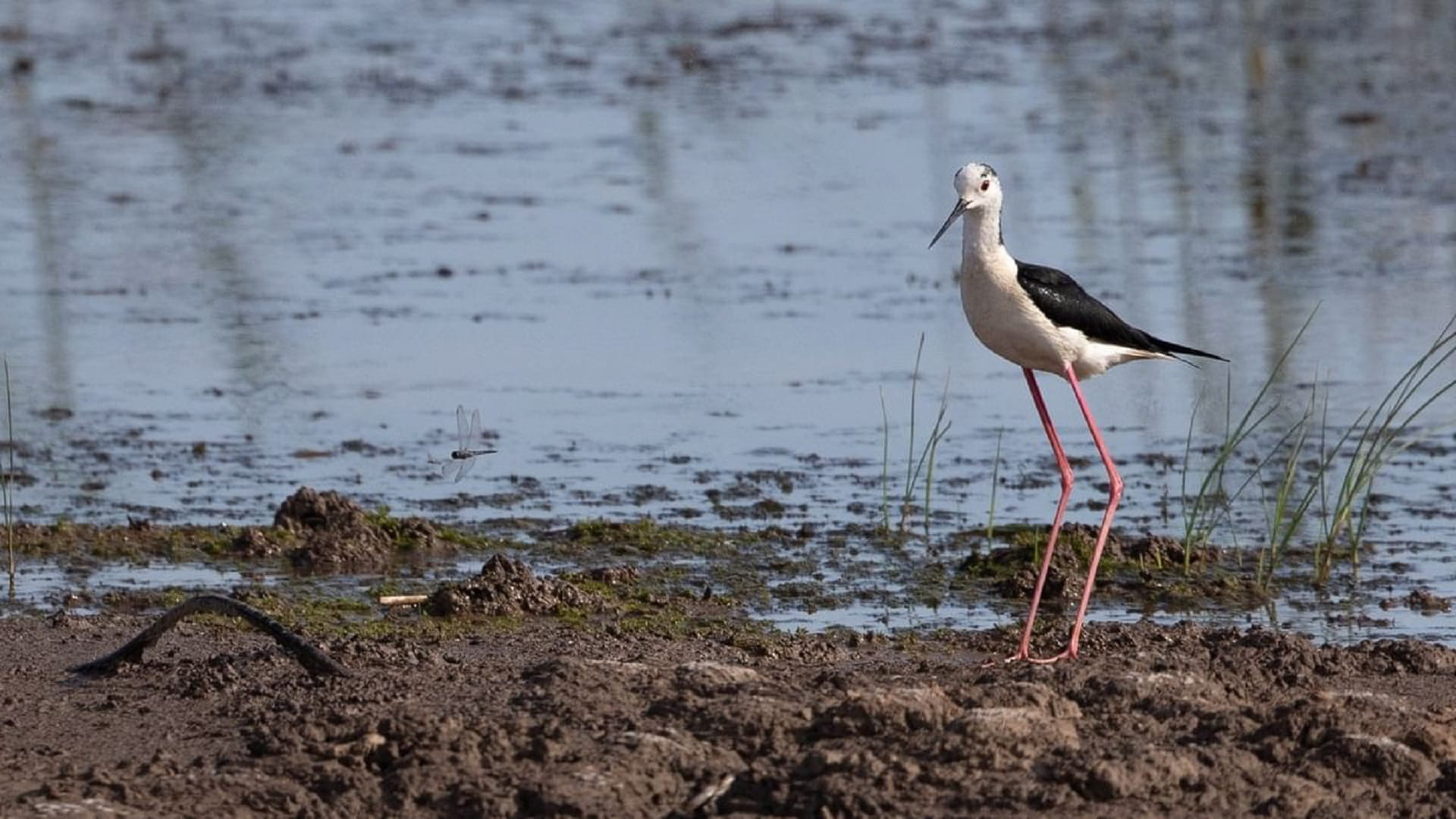 Image for the title: Shanghai Chongming Dongtan added to World Heritage List 
