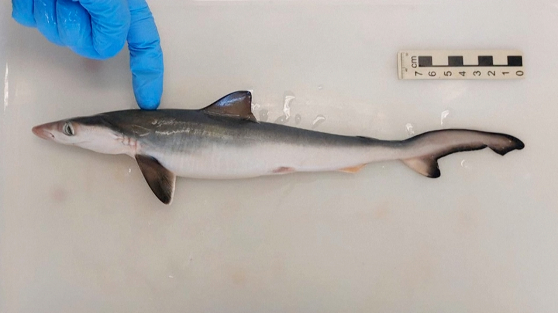 Image for the title: Sharks off Rio de Janeiro test positive for cocaine 