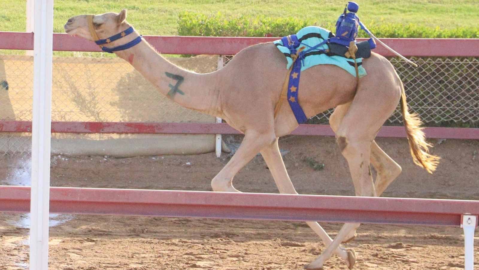 Image for the title: Sharjah Camel Racing Club Launches 'Sinn Al Fatamin' Race 