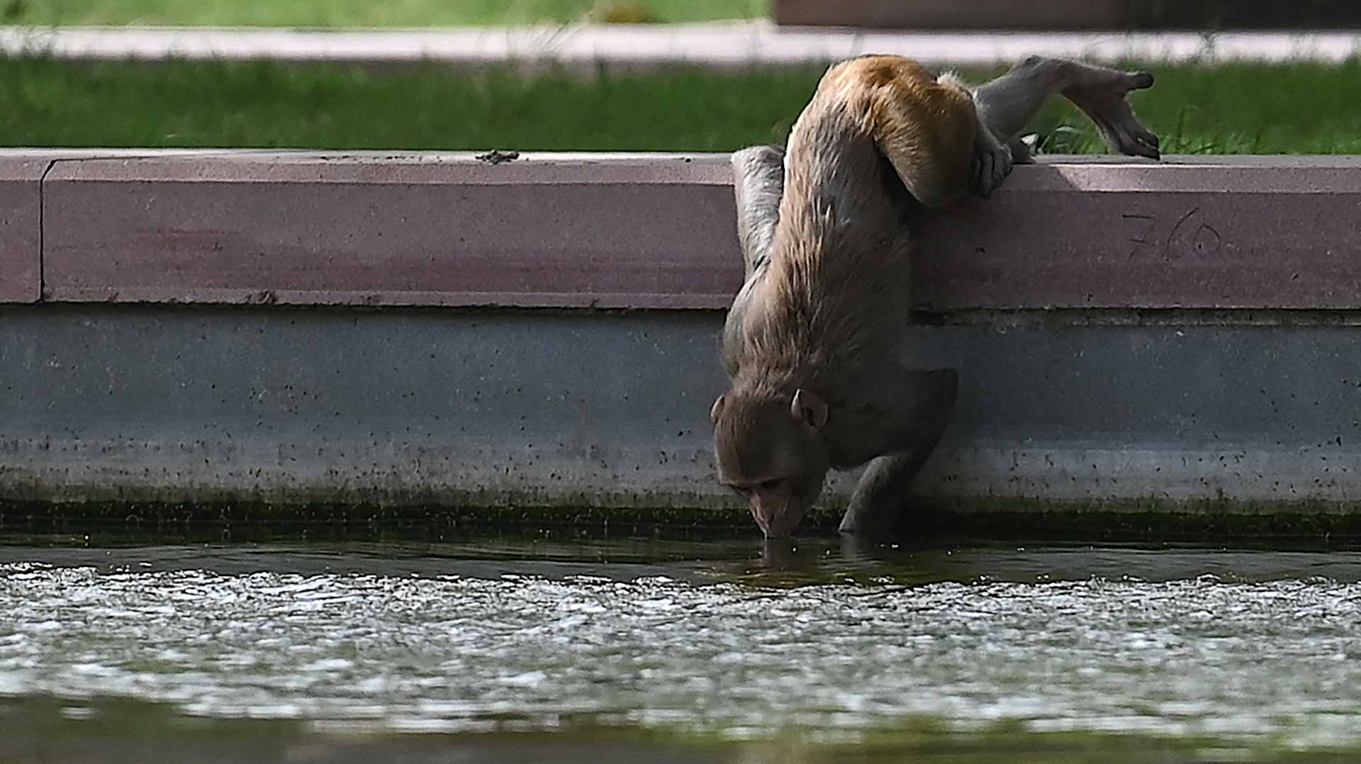 Image for the title: India heatwave hits wildlife as thirsty monkeys drown in well