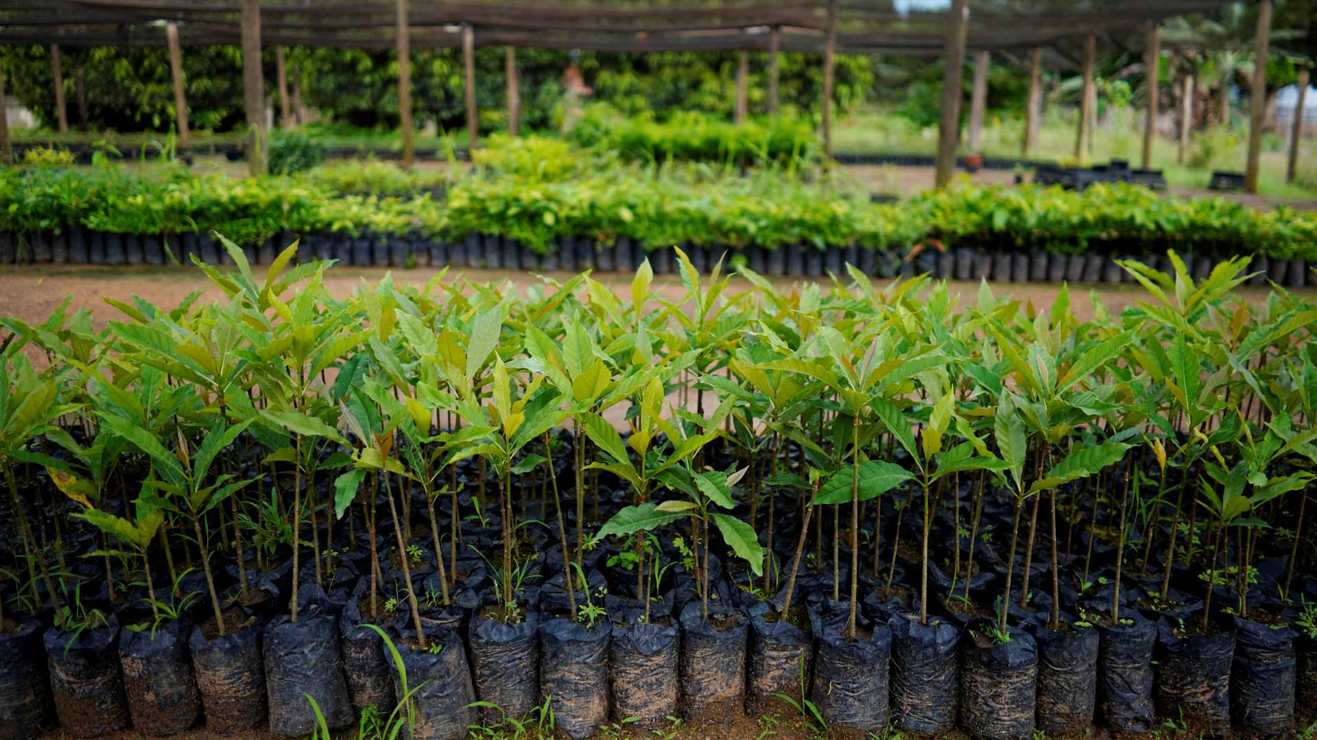 صورة بعنوان: لإنقاذ كوكب الأرض..العالم مطالب بإزالة 9 مليارات طن من CO2 سنوياً 