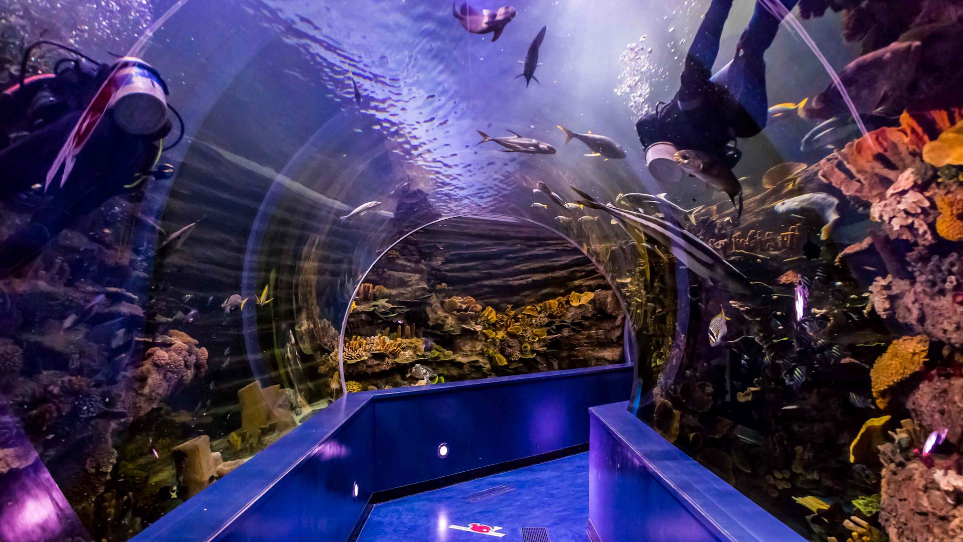 Image for the title: Sharjah Aquarium showcases achievements on World Oceans Day 