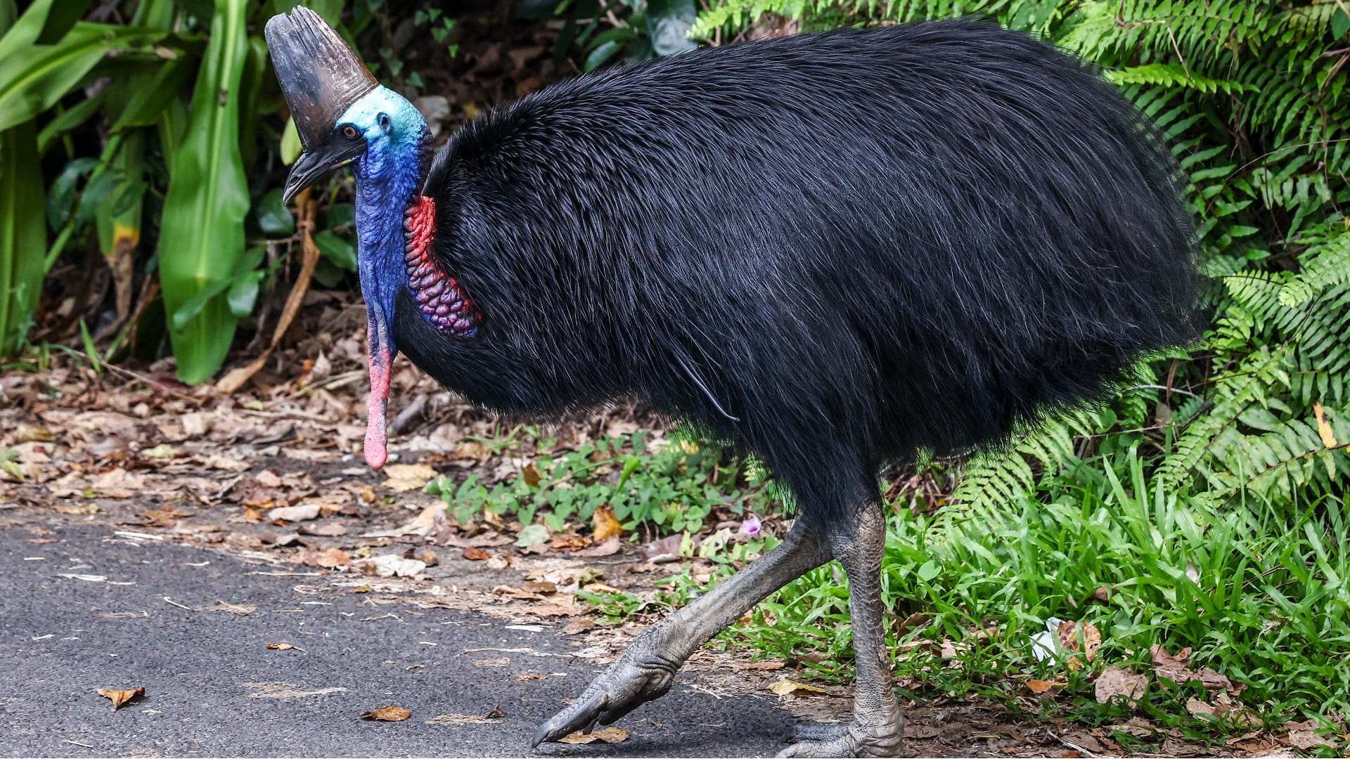 Image for the title: Australia's fearsome 'dinosaur bird' stares down extinction 