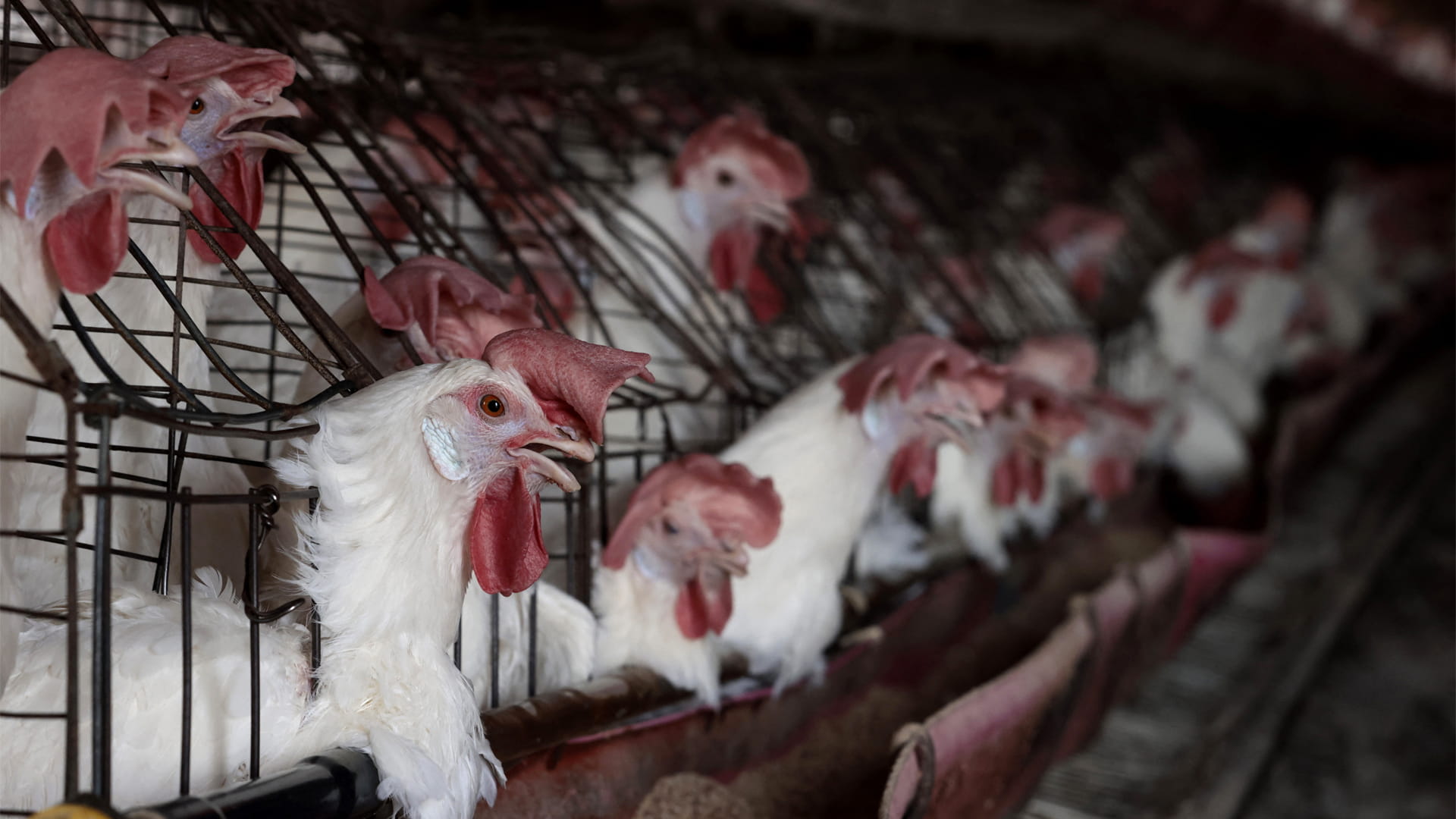 صورة بعنوان: "الصحة العالمية" تعلن وفاة أول مصاب بشري بفيروس "اتش 5 إن 2" 