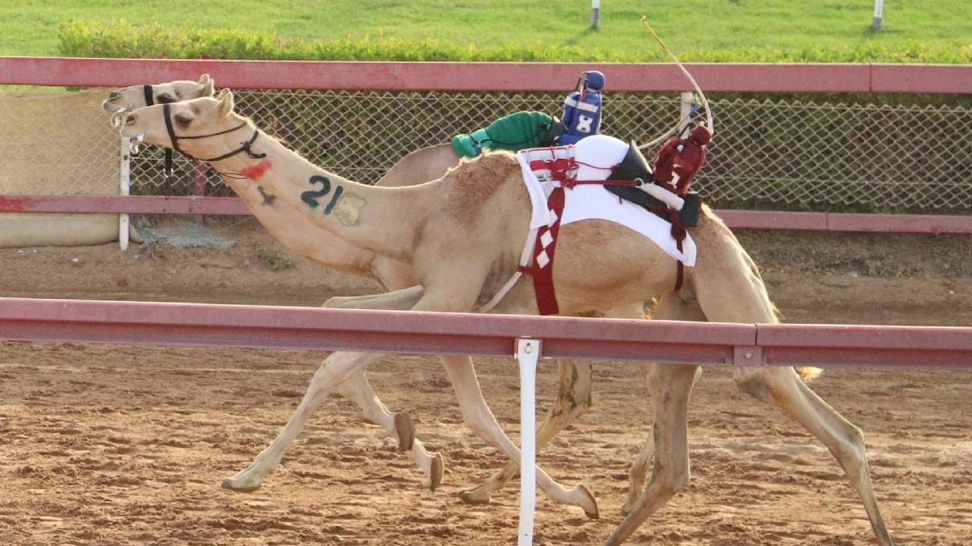 صورة بعنوان: ميدان الذيد لسباقات الهجن يشهد منافسات مثيرة لسباق سن الفطامين 