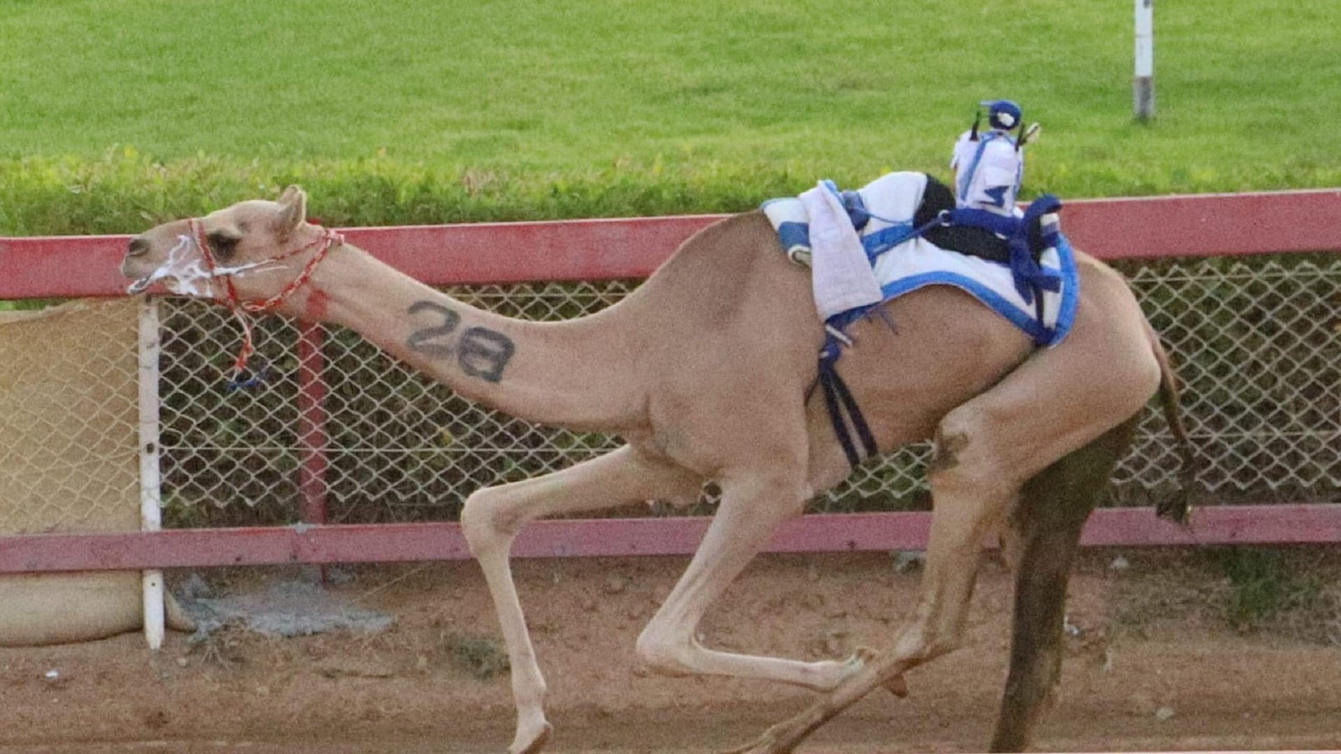 Image for the title: Al Dhaid hosts races of 1-year-old camels 