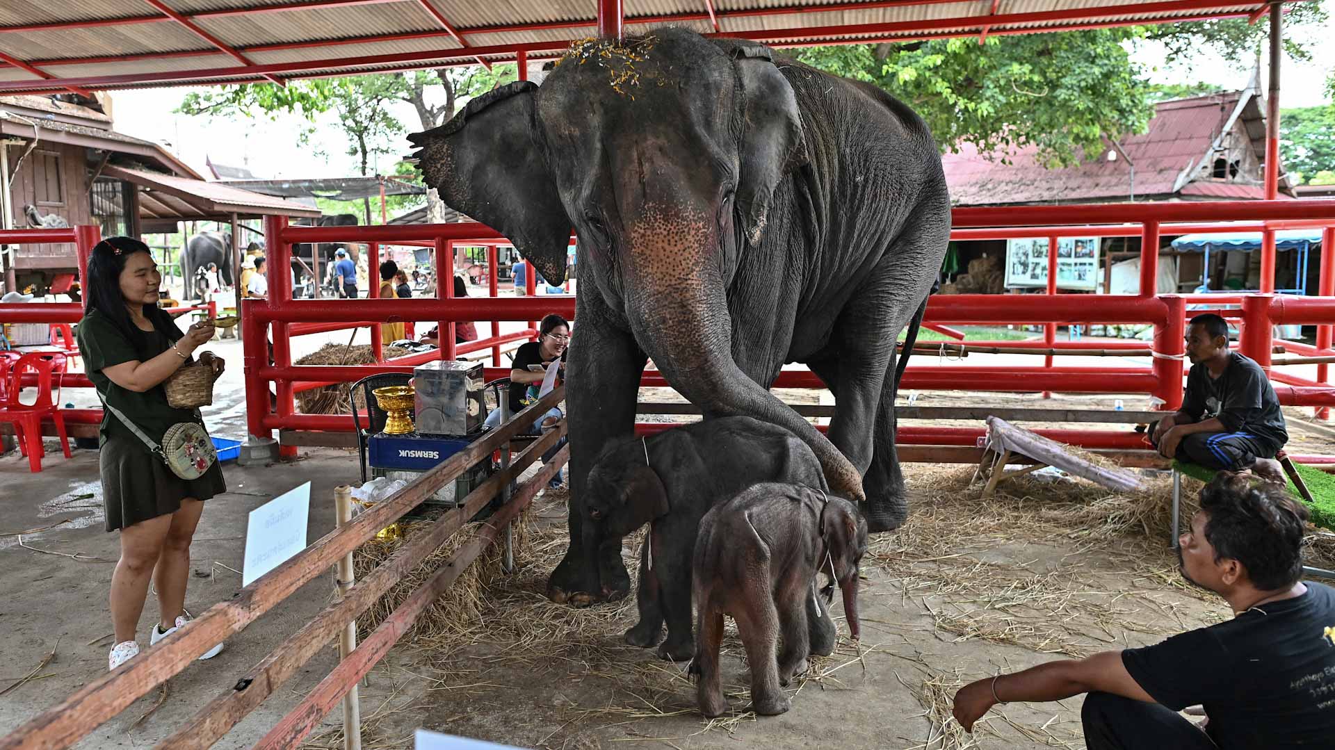 صورة بعنوان: وسط اضطراب حالة الأم.. ولادة نادرة لفيلين توأمين في تايلاند 