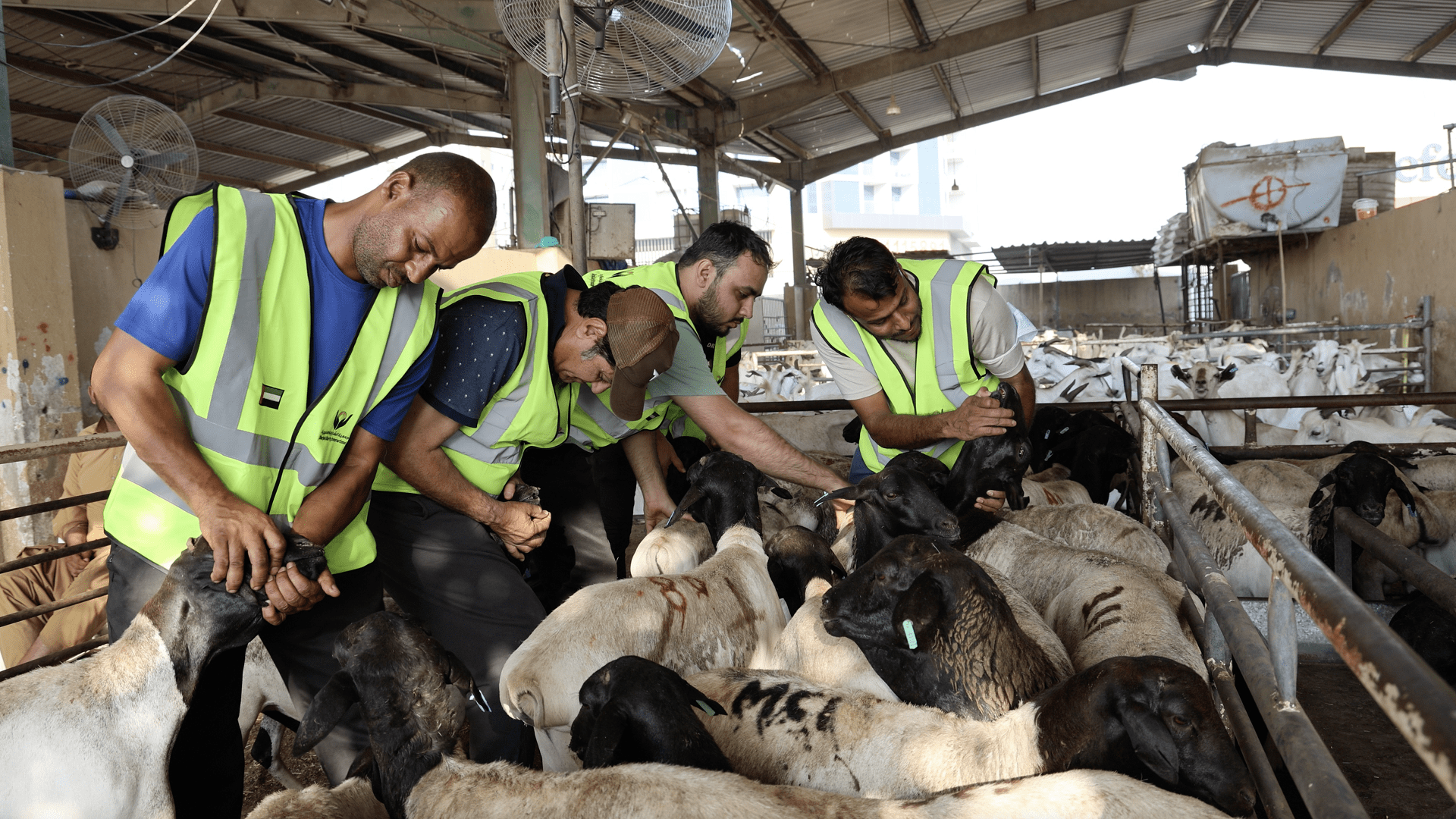 خيرية الشارقة تطلق دعوة للمساهمة بمشروع أضاحي العيد داخل الدولة 