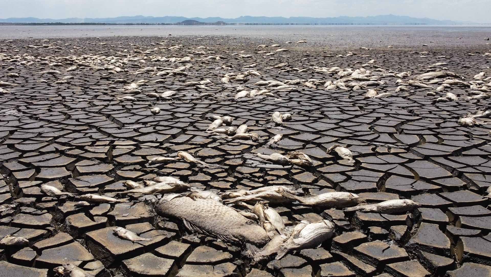 Image for the title: Thousands of fish dead as lake dries in Mexican drought 