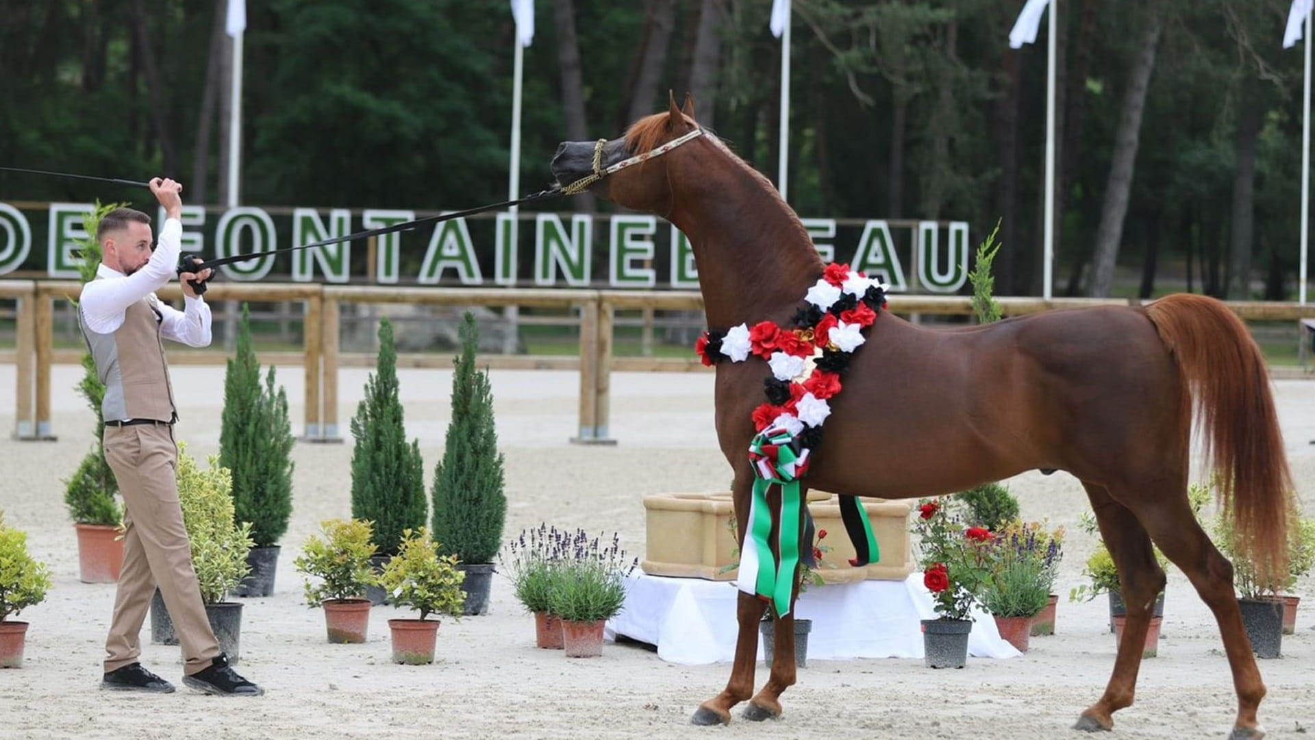 Image for the title: Egypt to host 6th Emirates Arabian Horse Global Cup show 