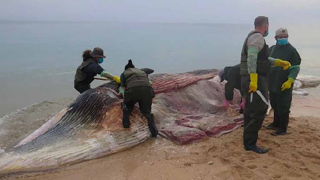 Image for the title: EPAA concludes study on impact of pollutants on whale death 
