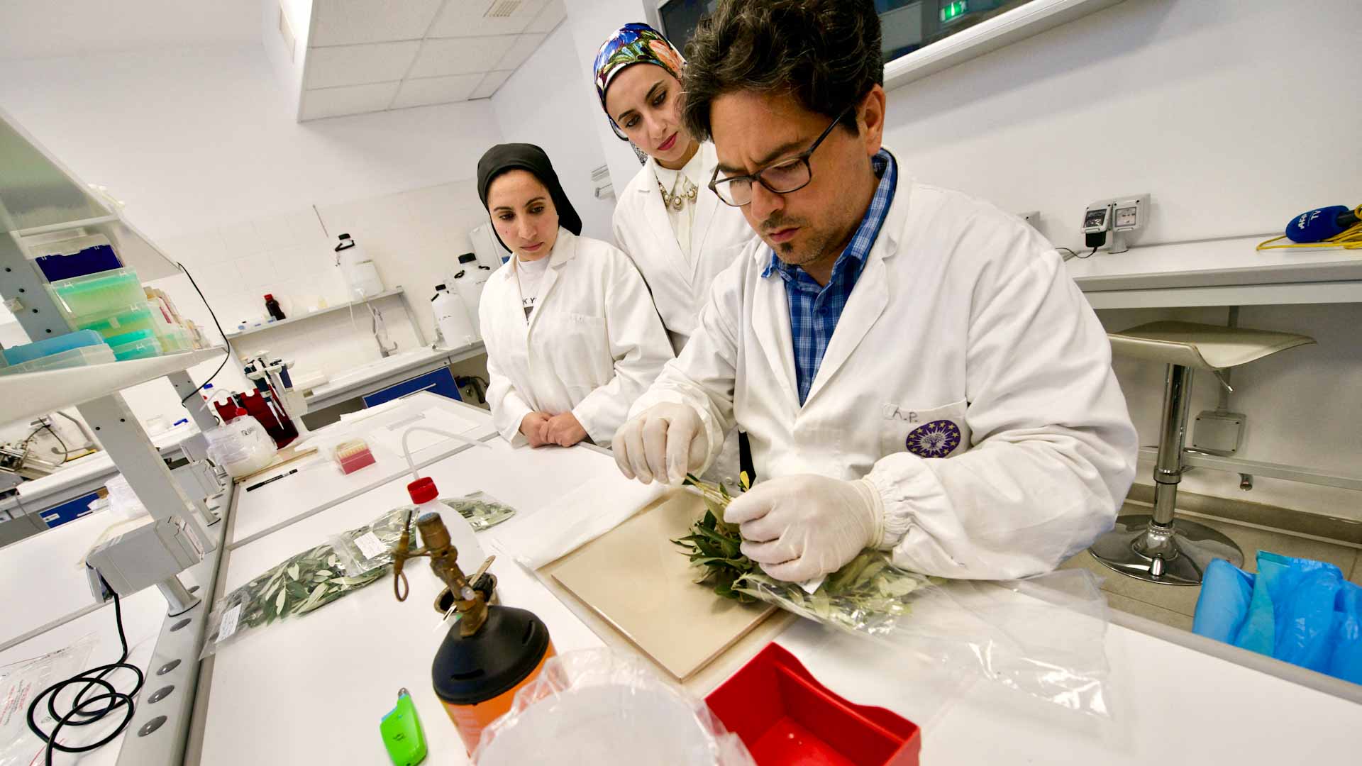 صورة بعنوان: في اكتشاف جديد..علماء يستخلصون علاجاً للسكري من أوراق الزيتون  